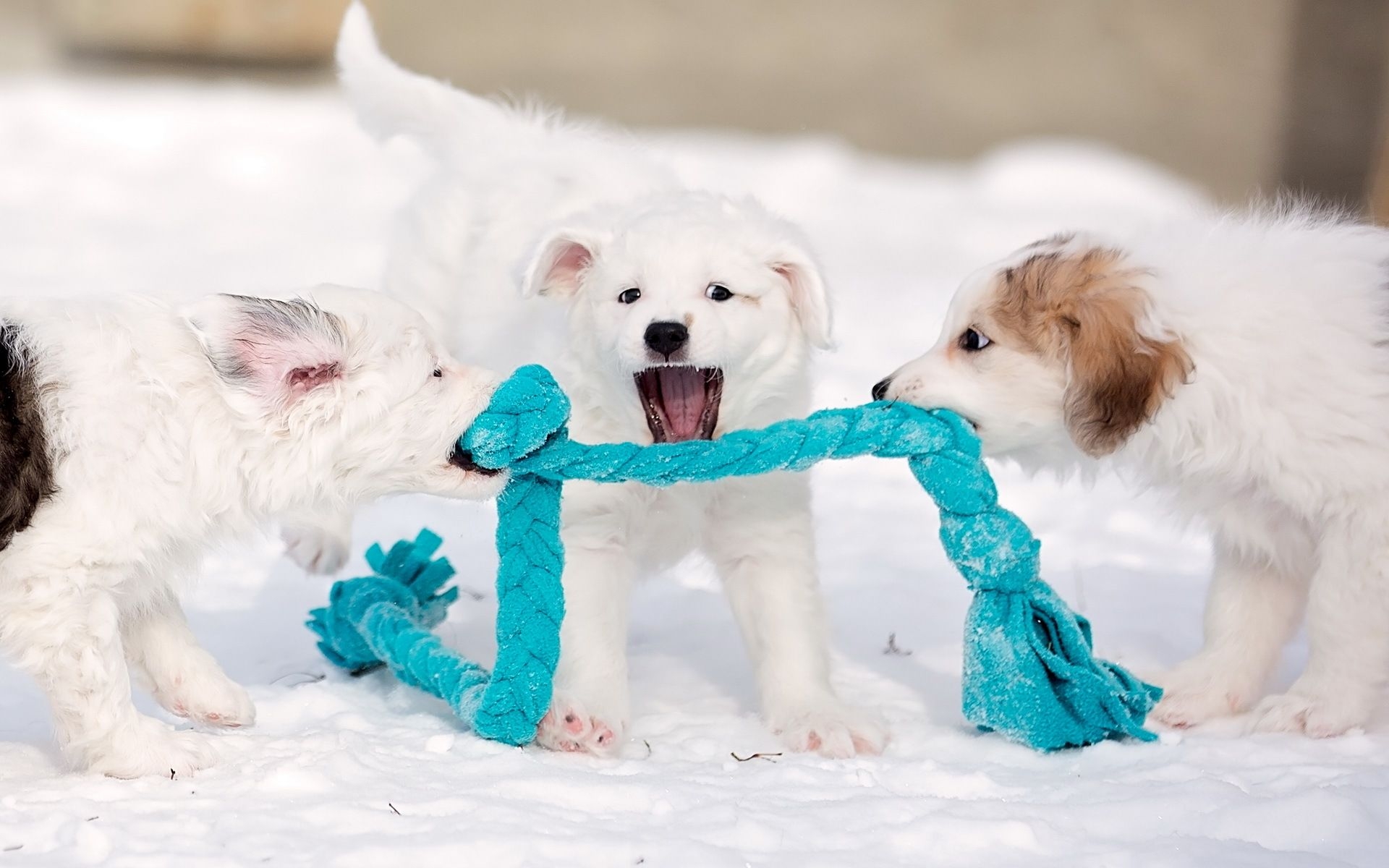 1920x1200 Fun Winter Activities For You and Your Dog, Desktop