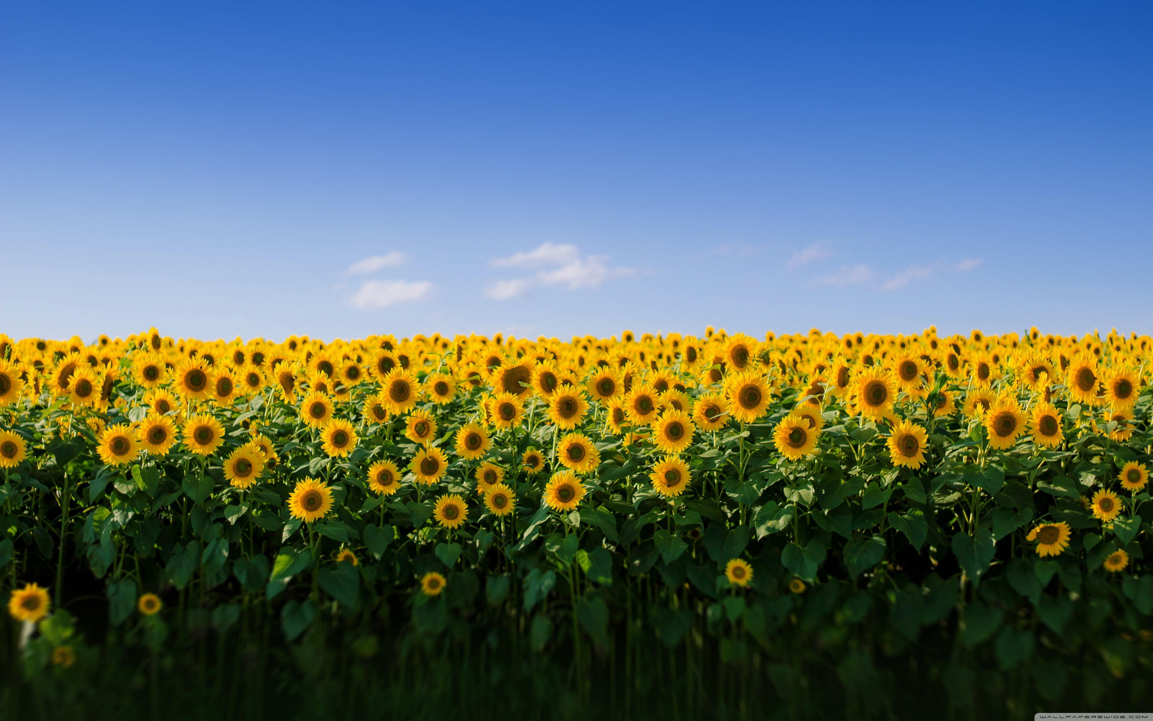 3840x2400 Sunflower Field Aesthetic Ultra HD Desktop Background, Desktop