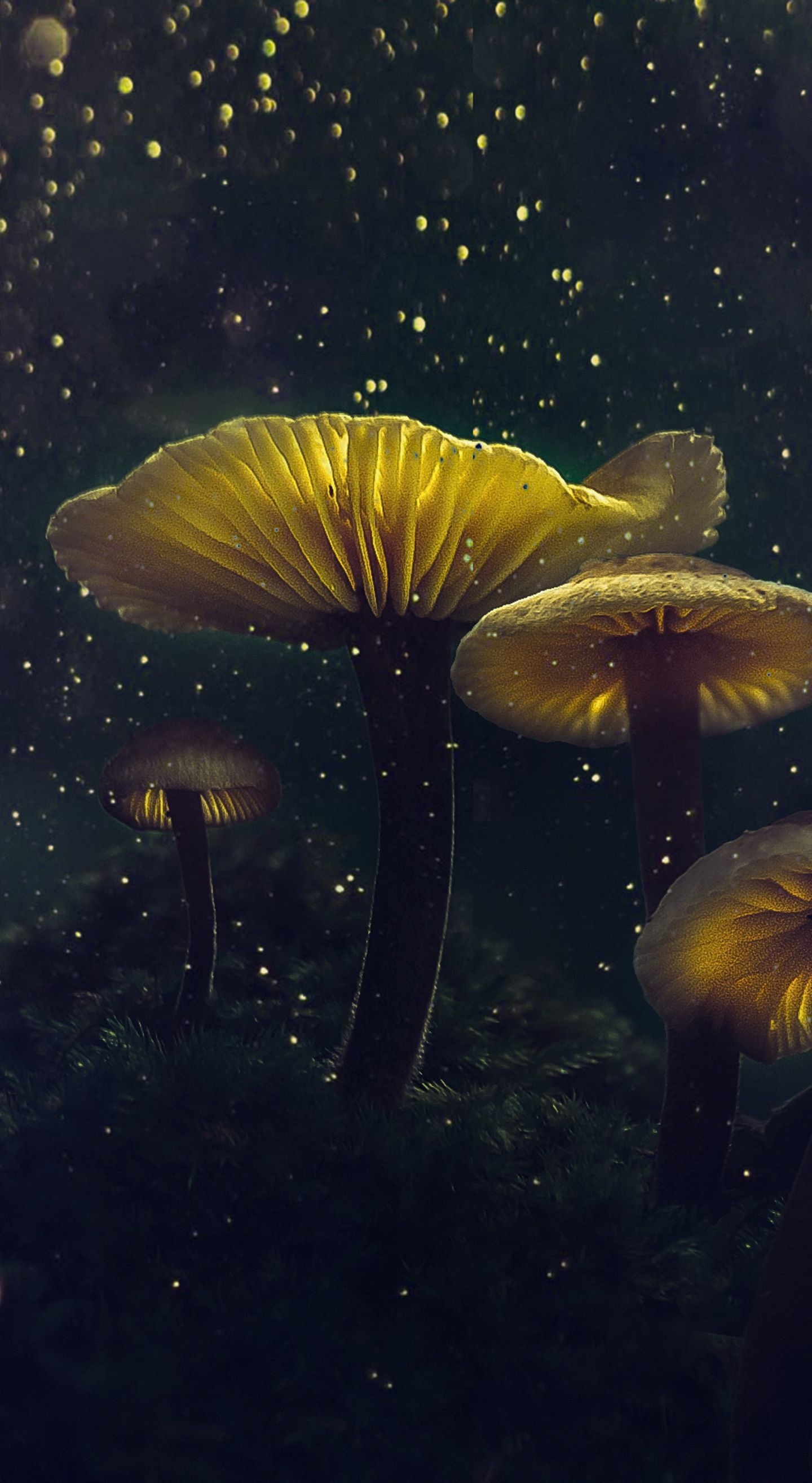 1440x2630 Mushroom, yellow glow, flower top, glitter wallpaper. Fantasy art landscapes, Mushroom art, Mushroom wallpaper, Phone