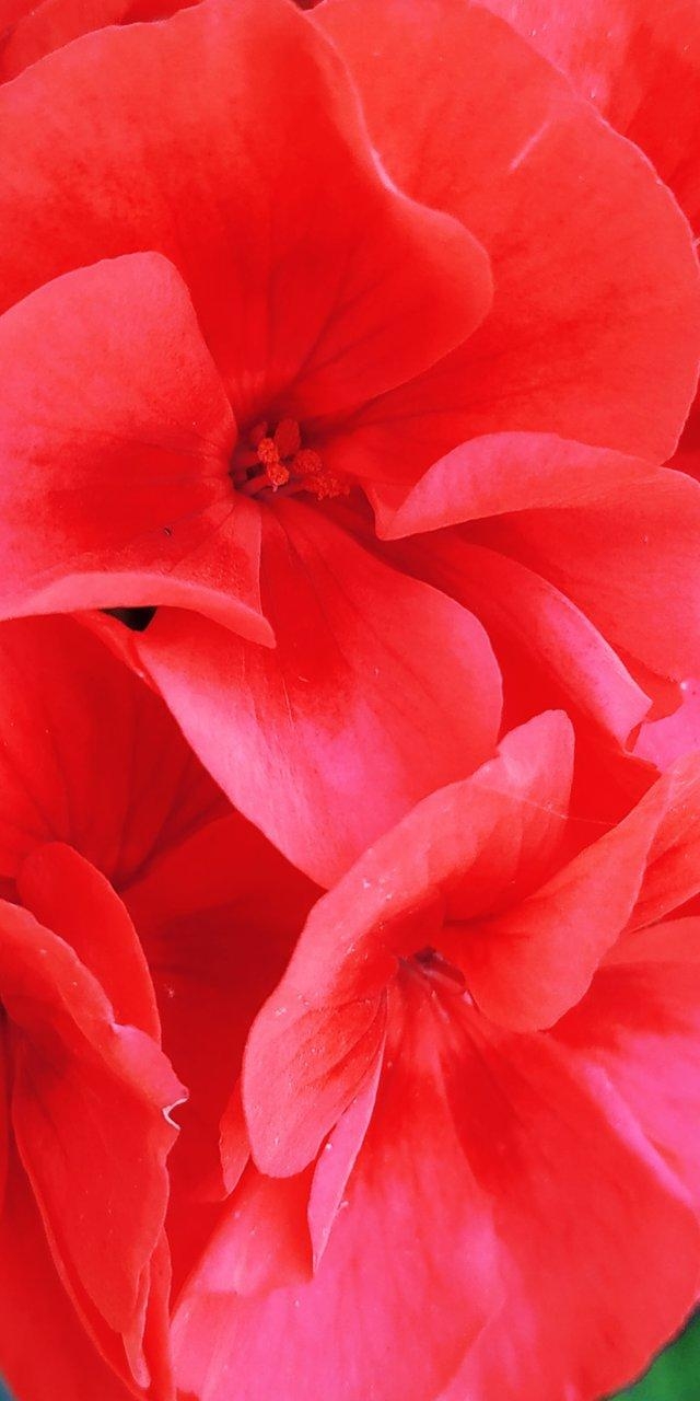 640x1280 Foap.com: Beautiful Close Up Vivid Red Color Flower Ideal, Phone