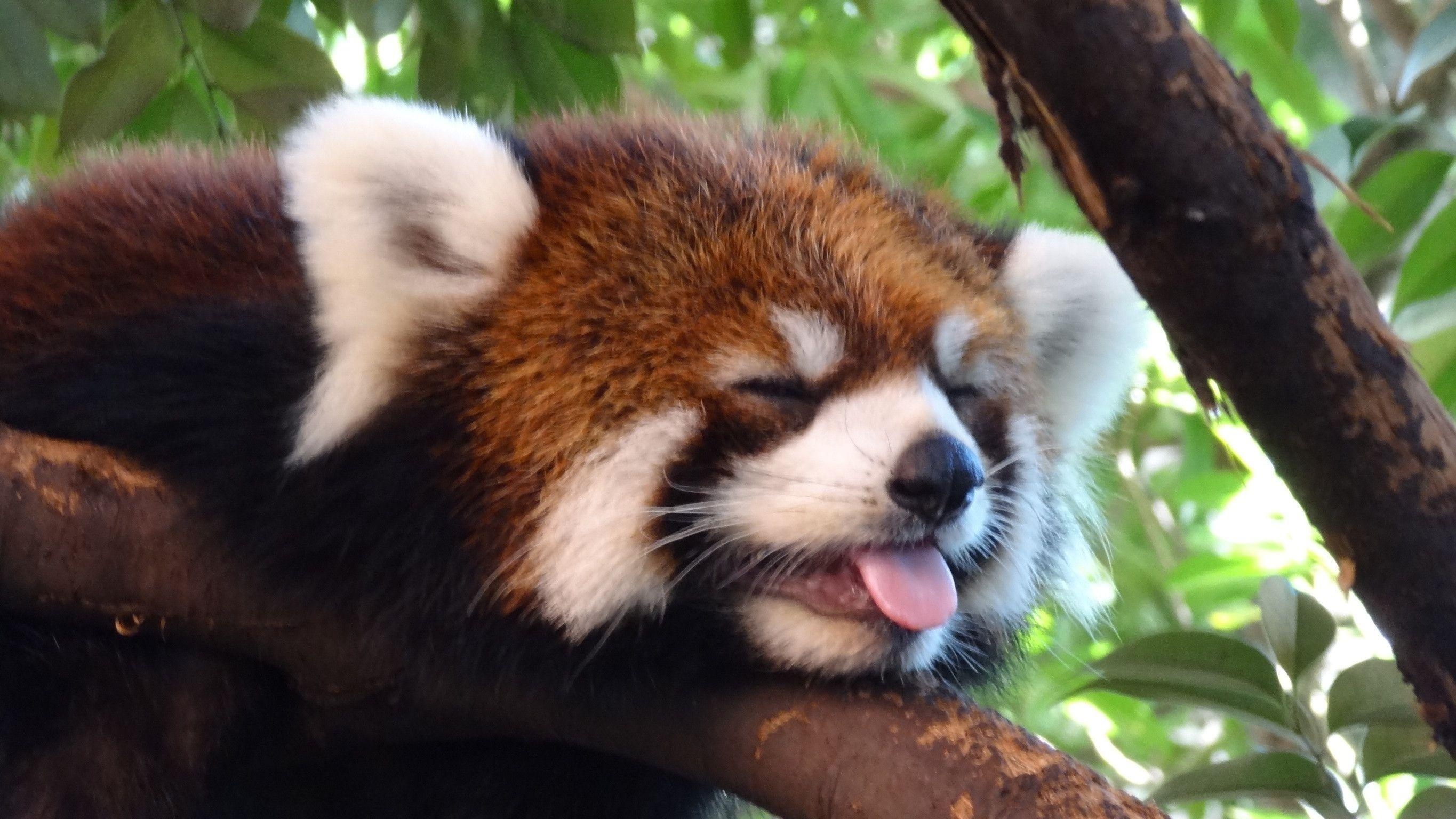 2730x1540 Baby Red Panda Wallpaper, Desktop