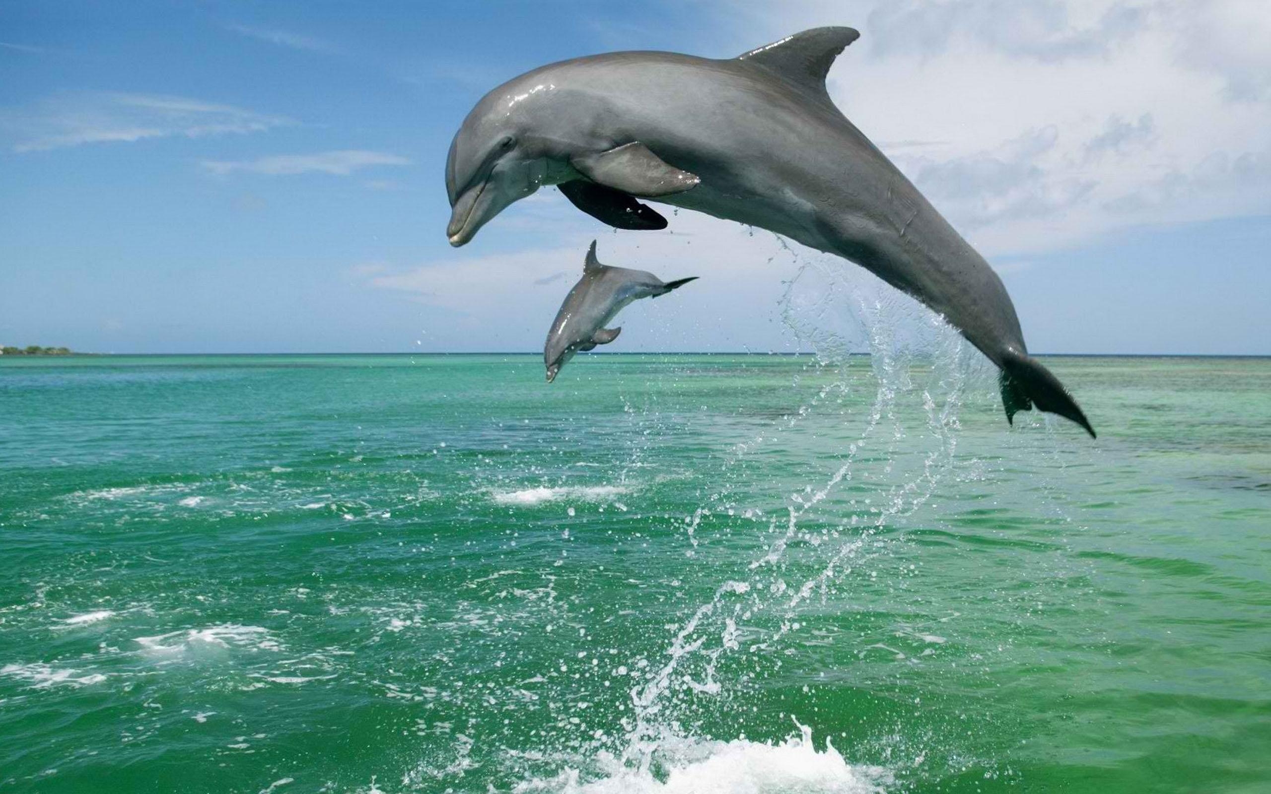 2560x1600 Dolphin Live Wallpaper for Android, Desktop