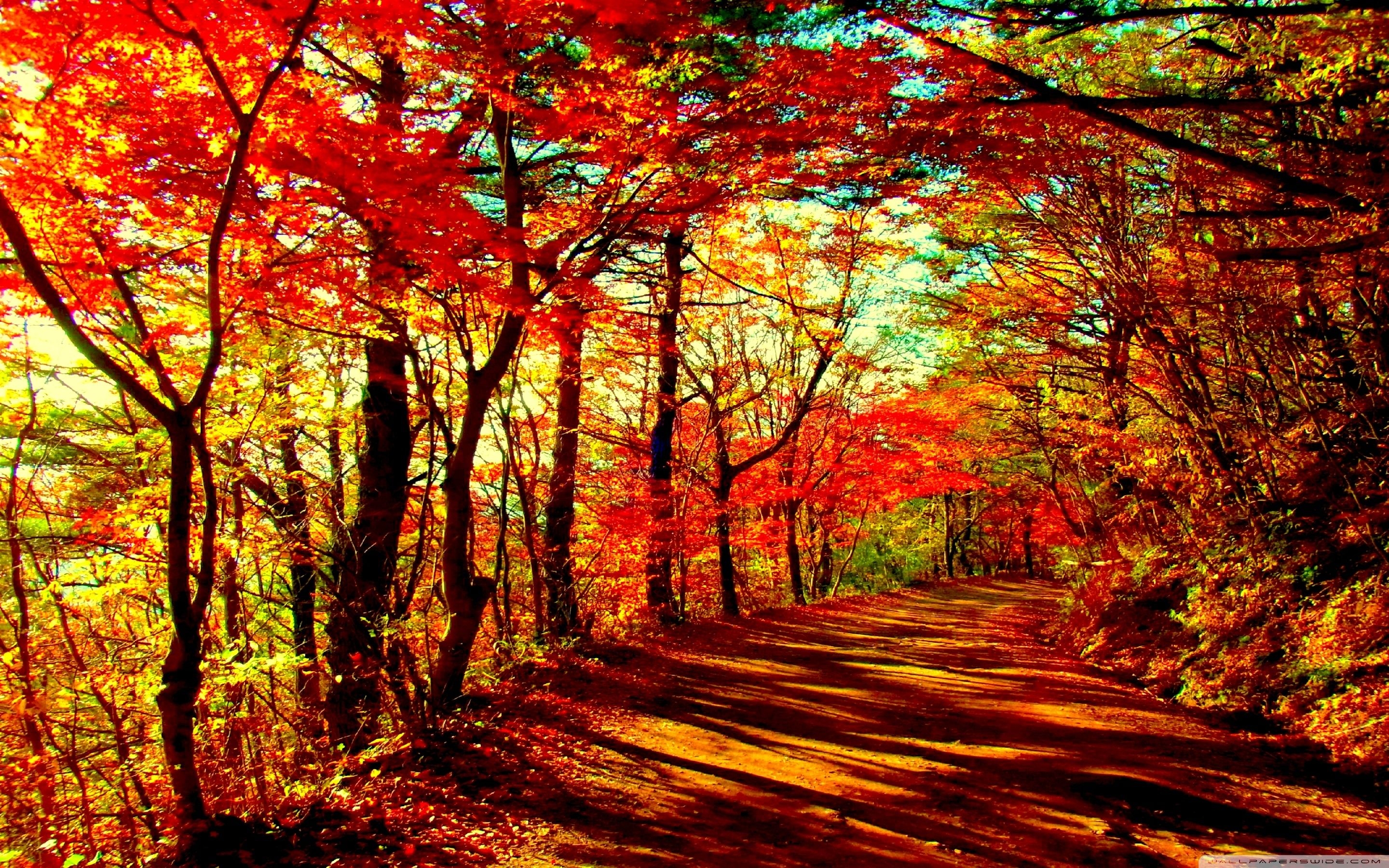 2880x1800 Autumn Forest Wallpaper Free Autumn Forest Background, Desktop