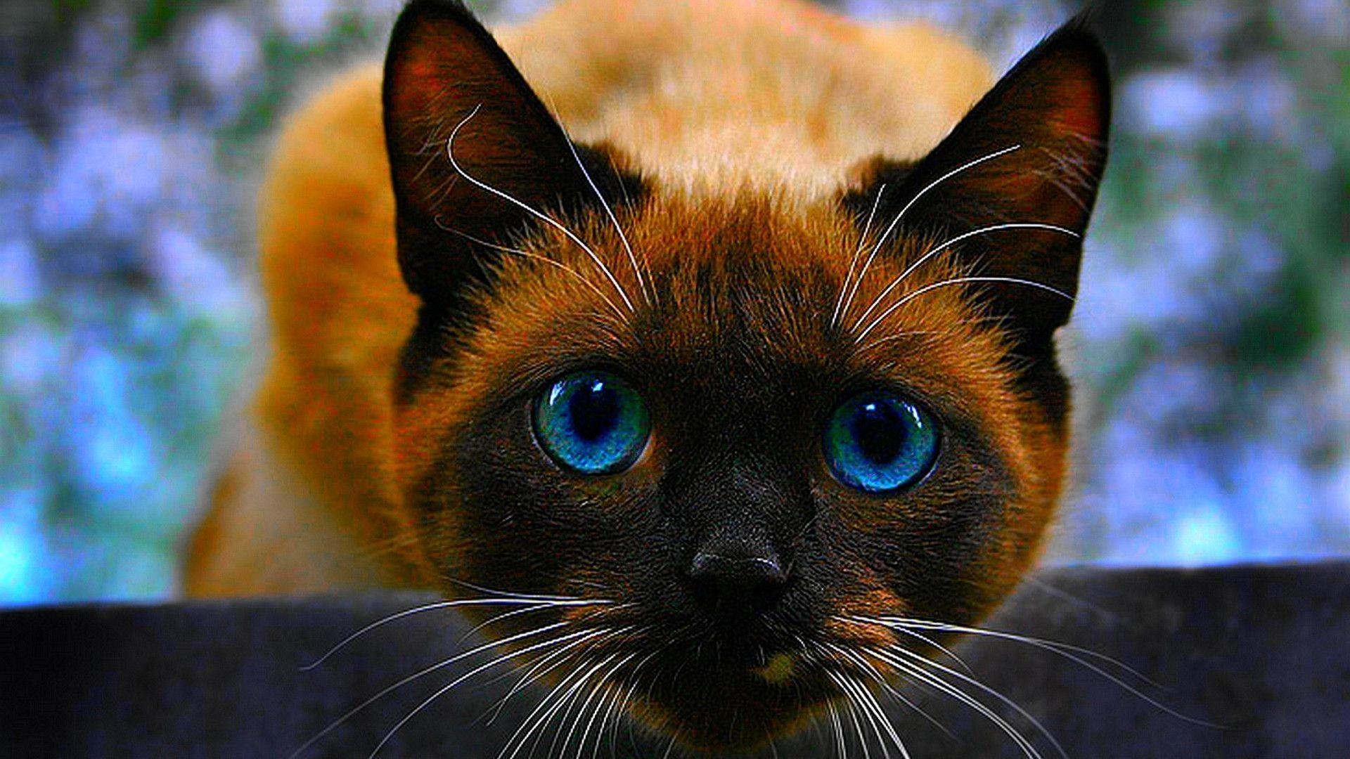 1920x1080 Animals Other A Siamese Kitten Wallpaper, Desktop