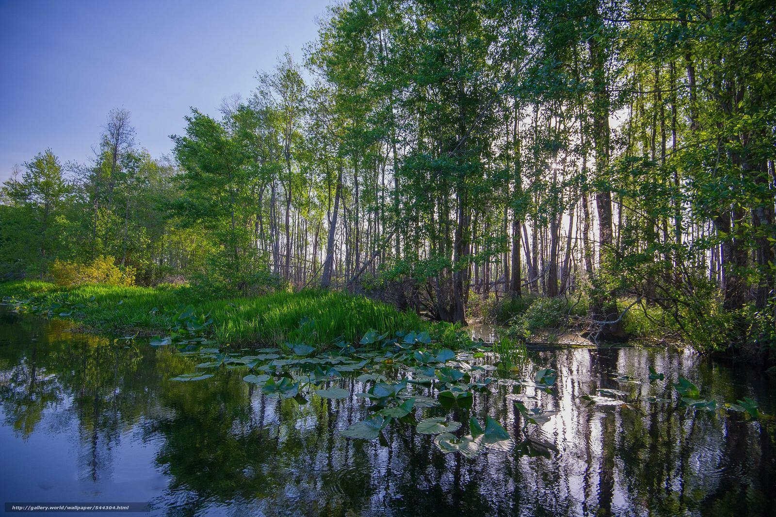 1600x1070 Download wallpaper Okefenokee, Swamp, Georgia State Park, USA free, Desktop