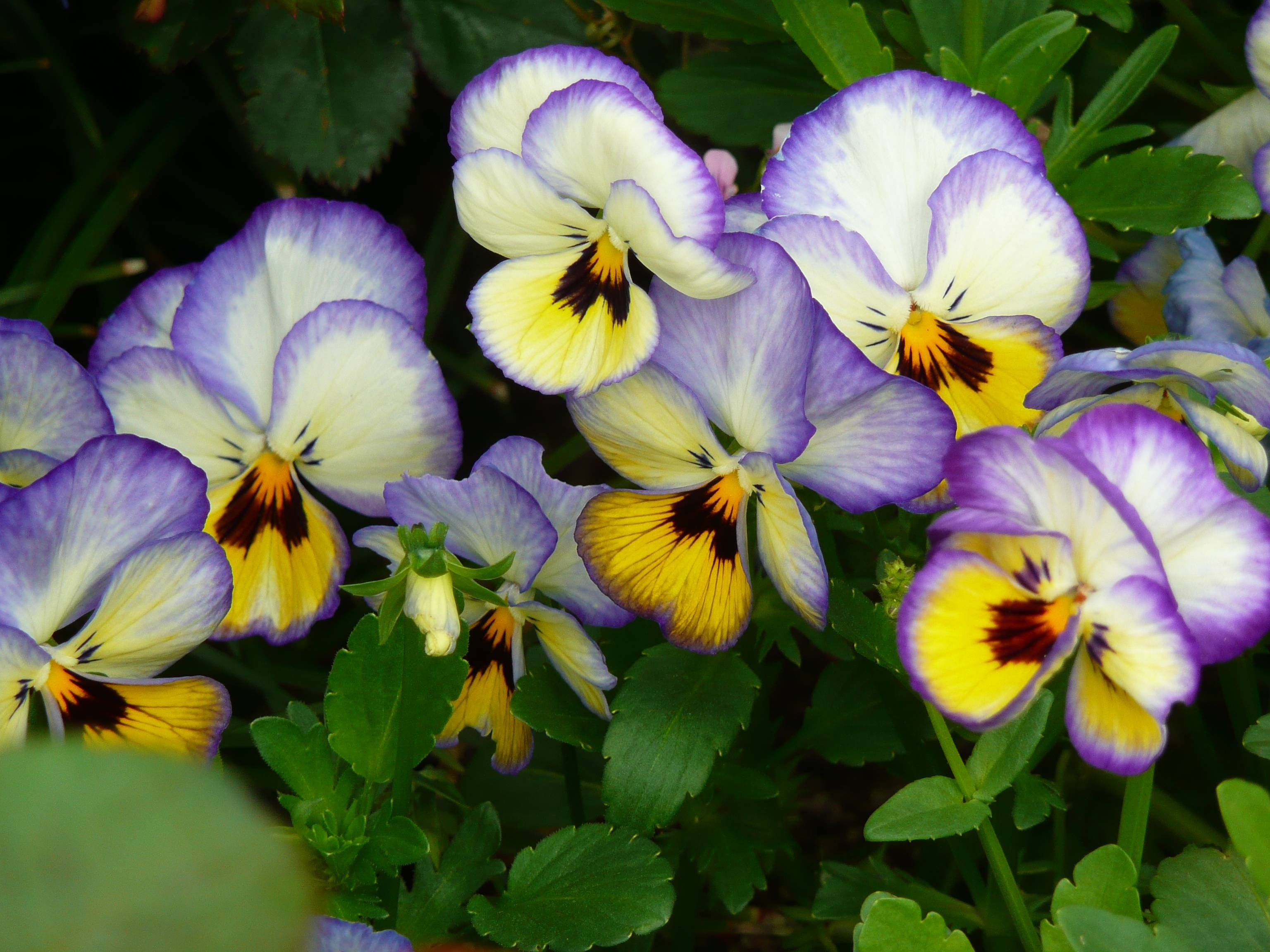 3080x2310 Viola (violet, pansy) wallpaper and image, picture, Desktop