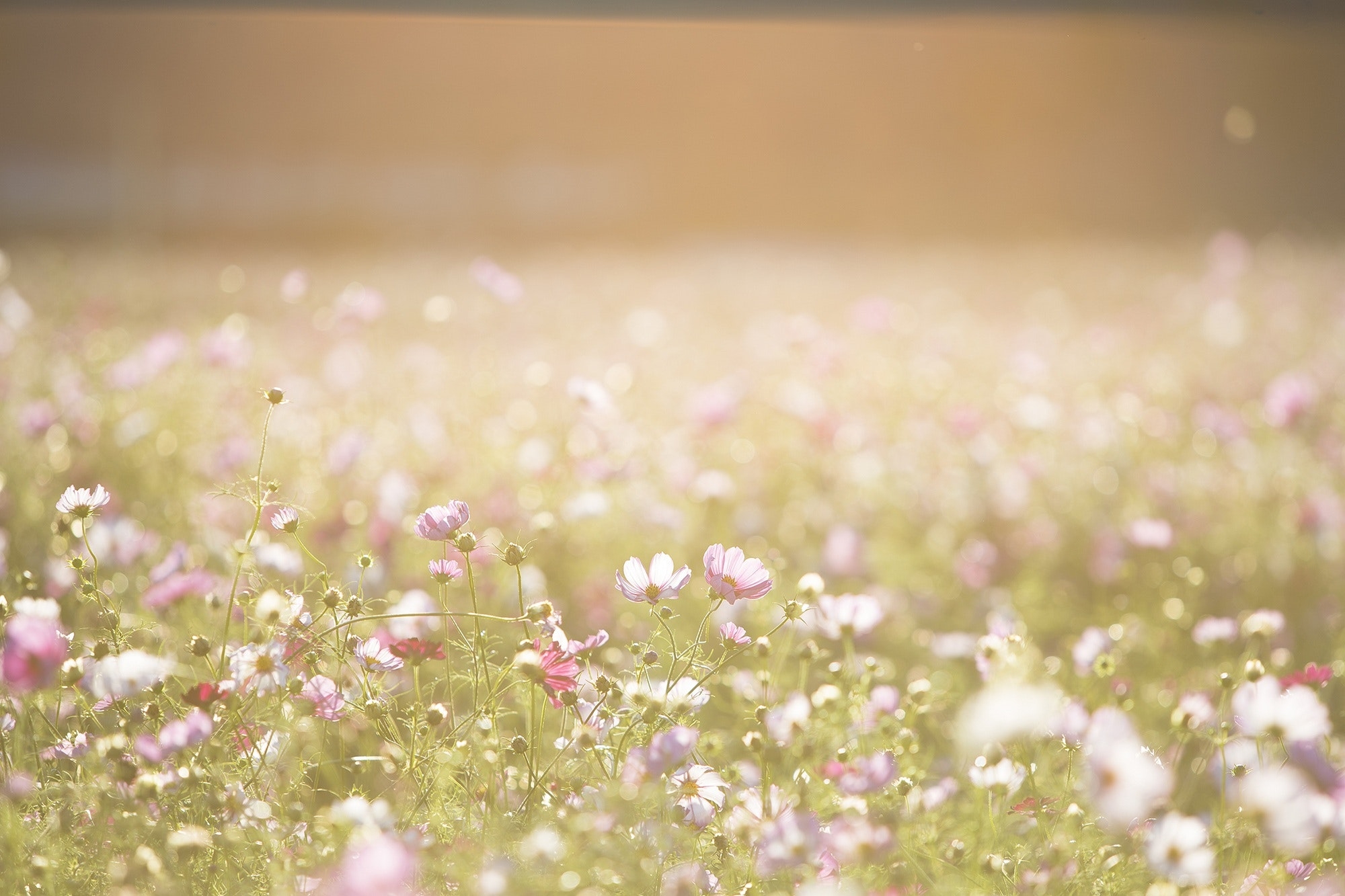 2000x1340 Spring Background Photo, Download, Desktop