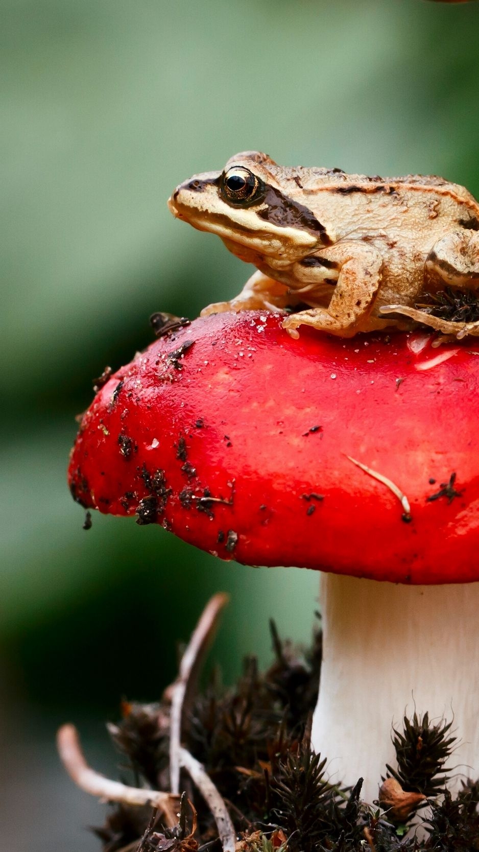 940x1670 Download Wallpaper  Frog, Mushroom, Toadstool, Sit, Close Up Iphone 8 7 6s 6 For Parallax HD Background, Phone