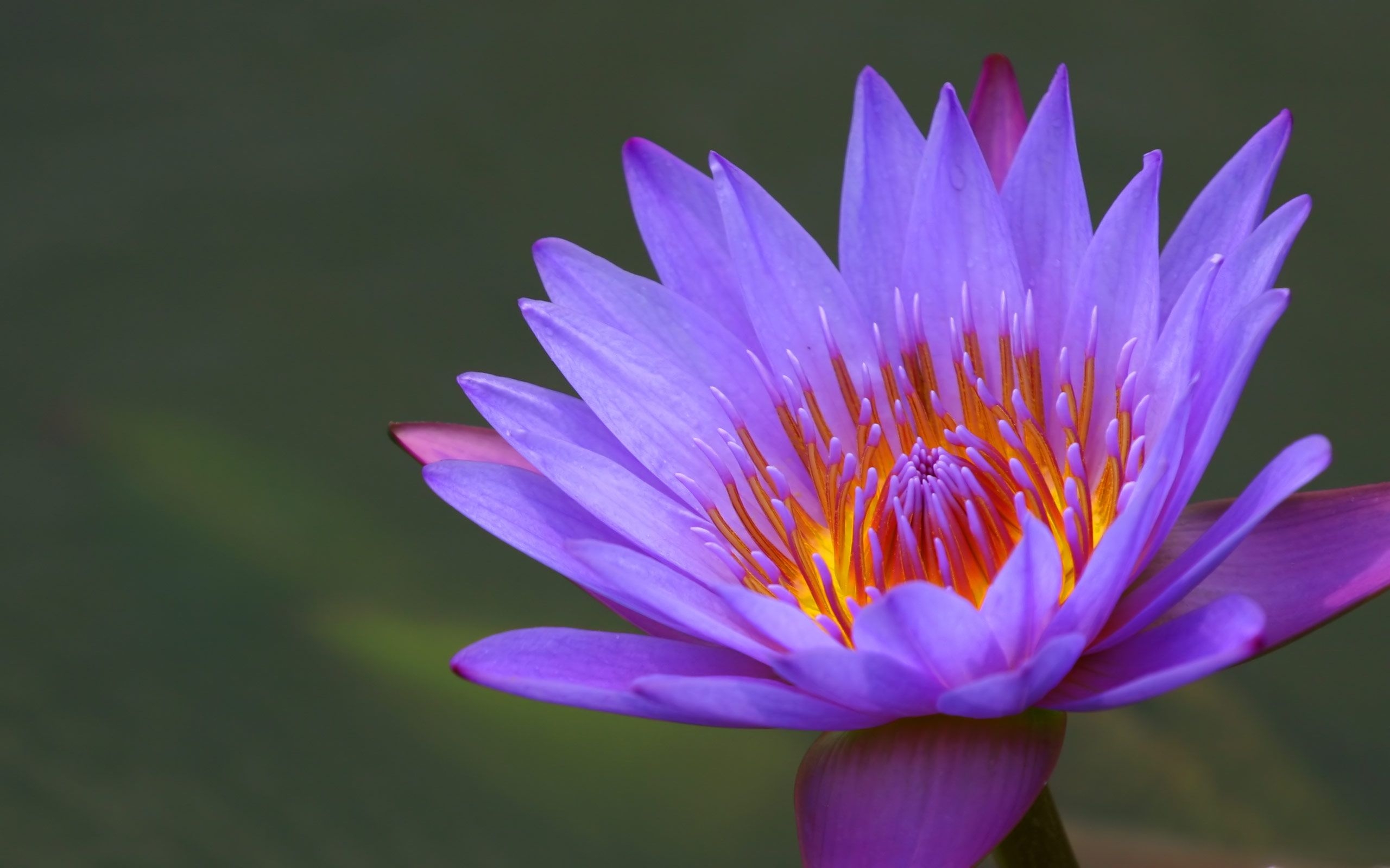 2560x1600 Purple Water Lily. Flower picture, Lily wallpaper, Water lily, Desktop