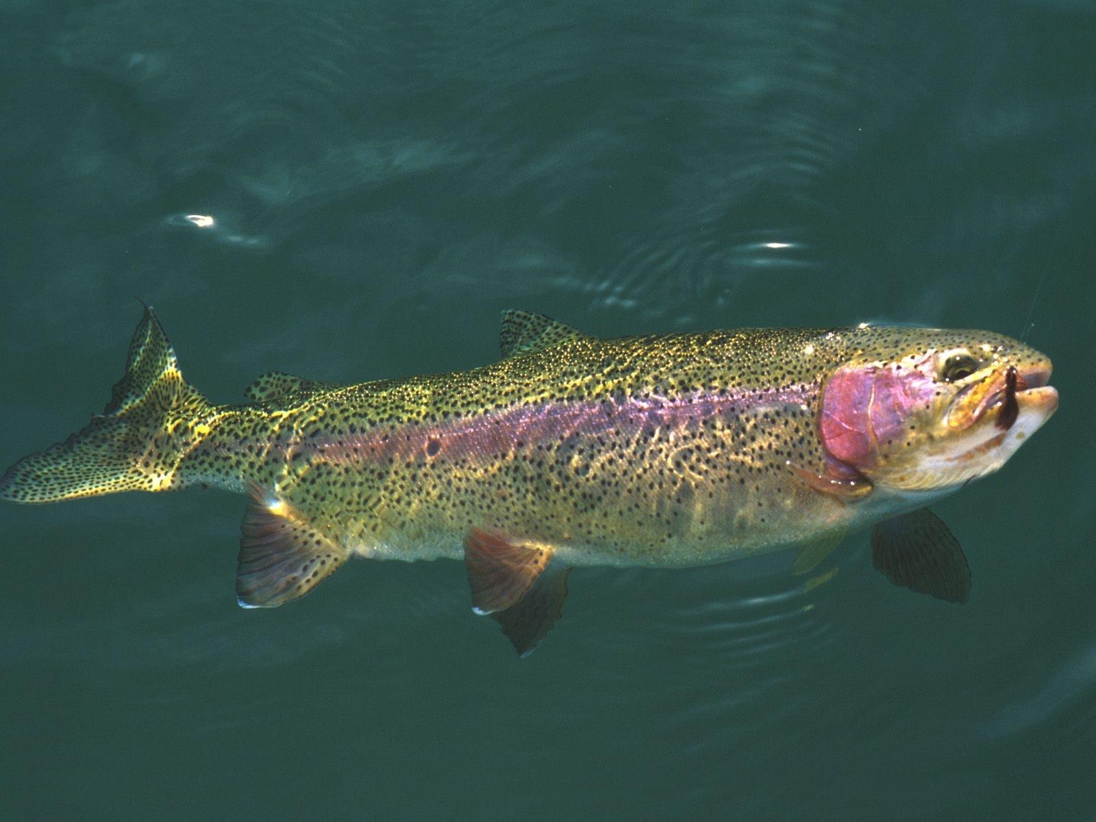 1600x1200 Trout Background. Brown Trout, Desktop