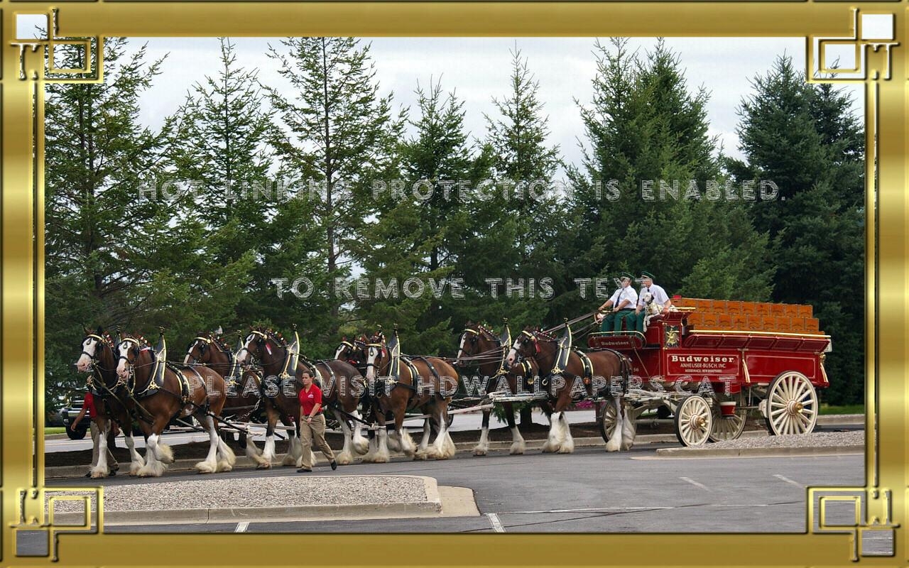 1280x800 budweiser clydsdales f1 anheuser busch wide, Desktop