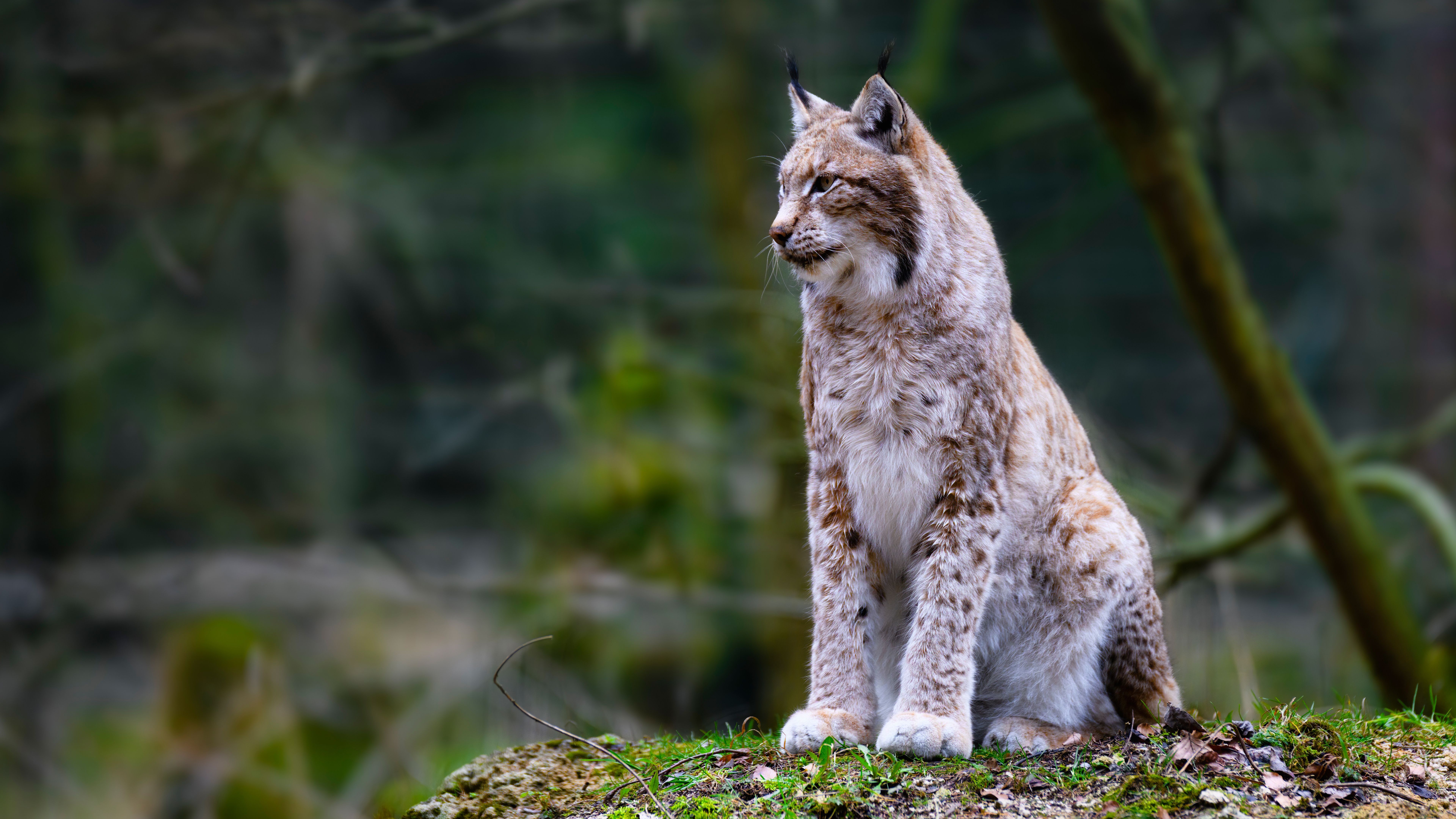 7680x4320 Lynx Big Cat 4K 8K HD Animals Wallpaper, Desktop