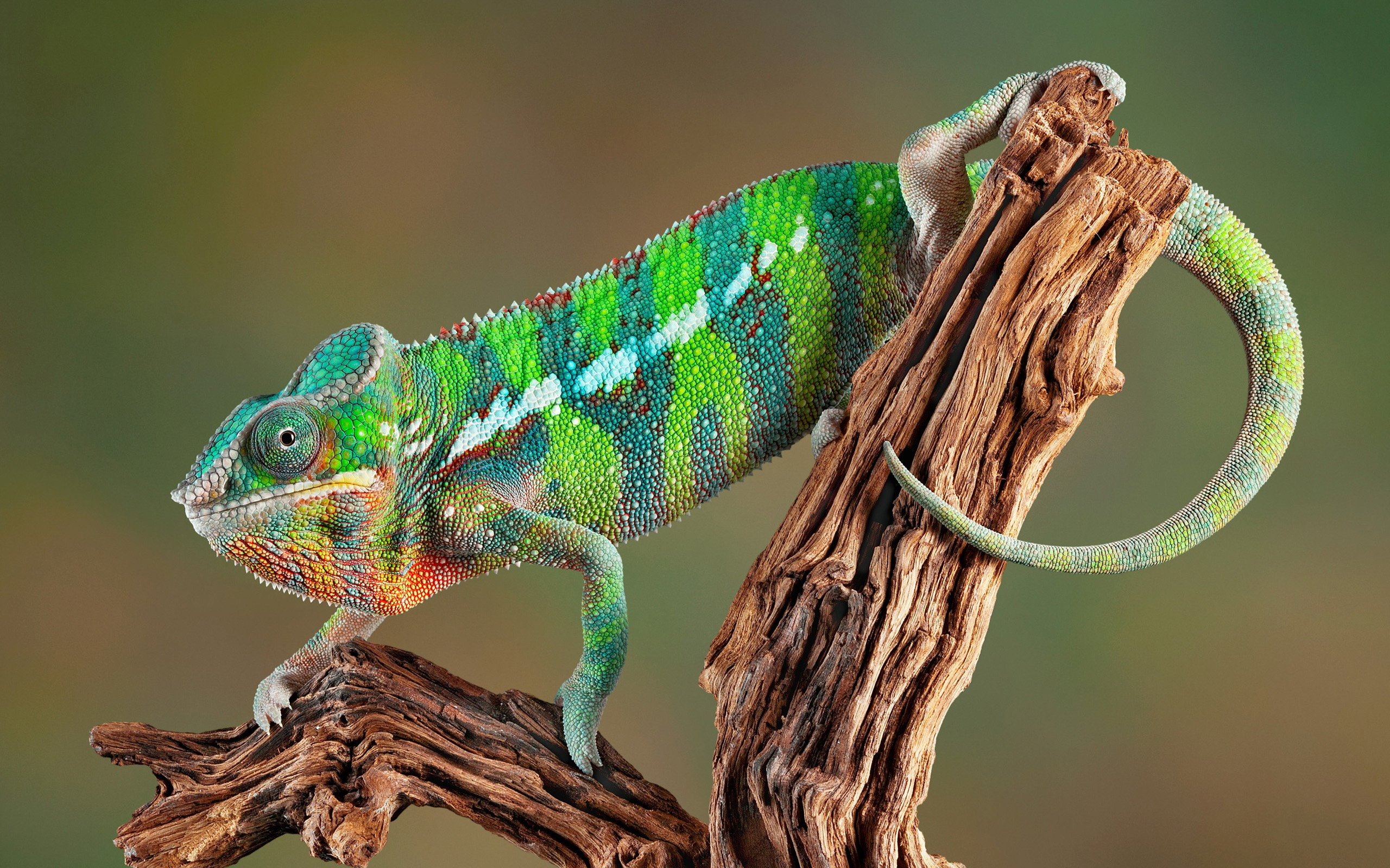 2560x1600 Chameleon HD Wallpaper, Desktop