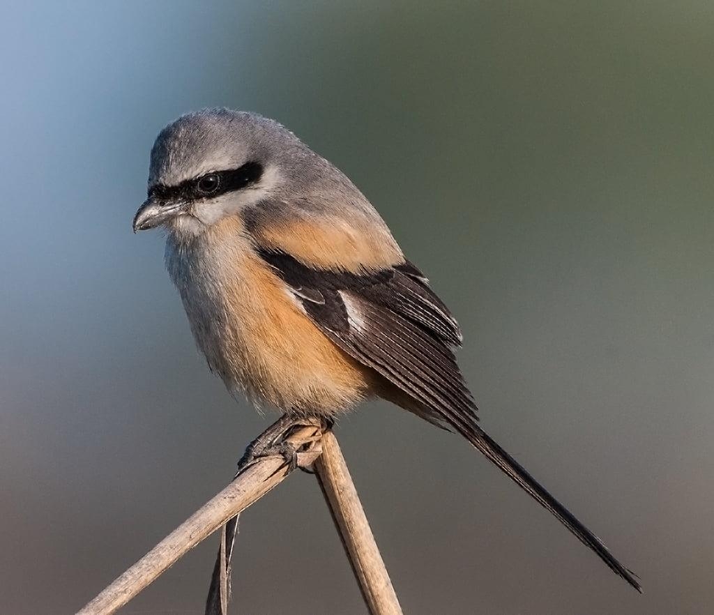 1030x890 Beige And Gray Bird, Long Tailed Shrike HD Wallpaper, Desktop