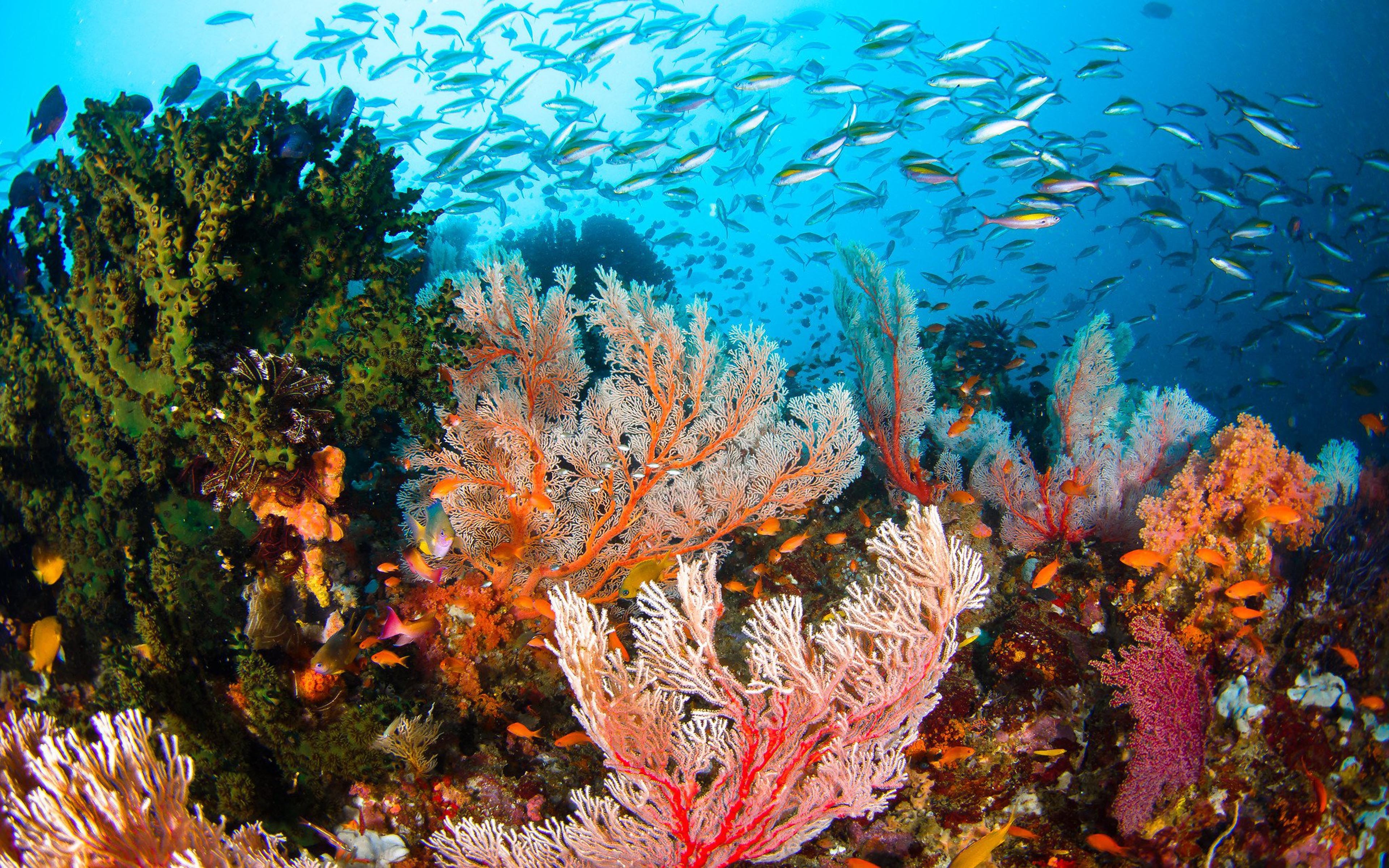 3840x2400 Life On The Reef Underwater World Flock Of Fish Corals In Various Colors Red Orange And Green 4k Uhd Desktop Wallpaper HD , Wallpaper13.com, Desktop