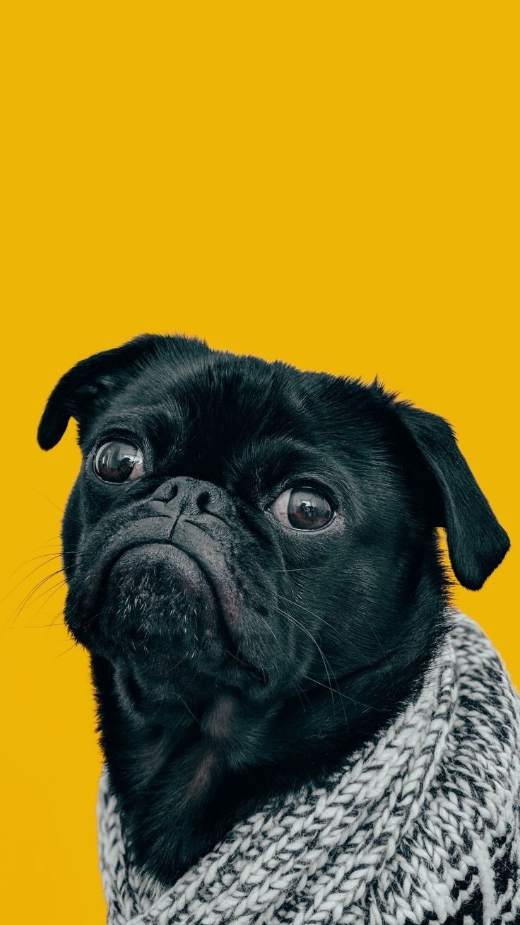 740x1310 Super Pretty iPhone 8 Plus Wallpaper. Preppy Wallpaper. Animal wallpaper, Stylish dogs, Dog foto, Phone