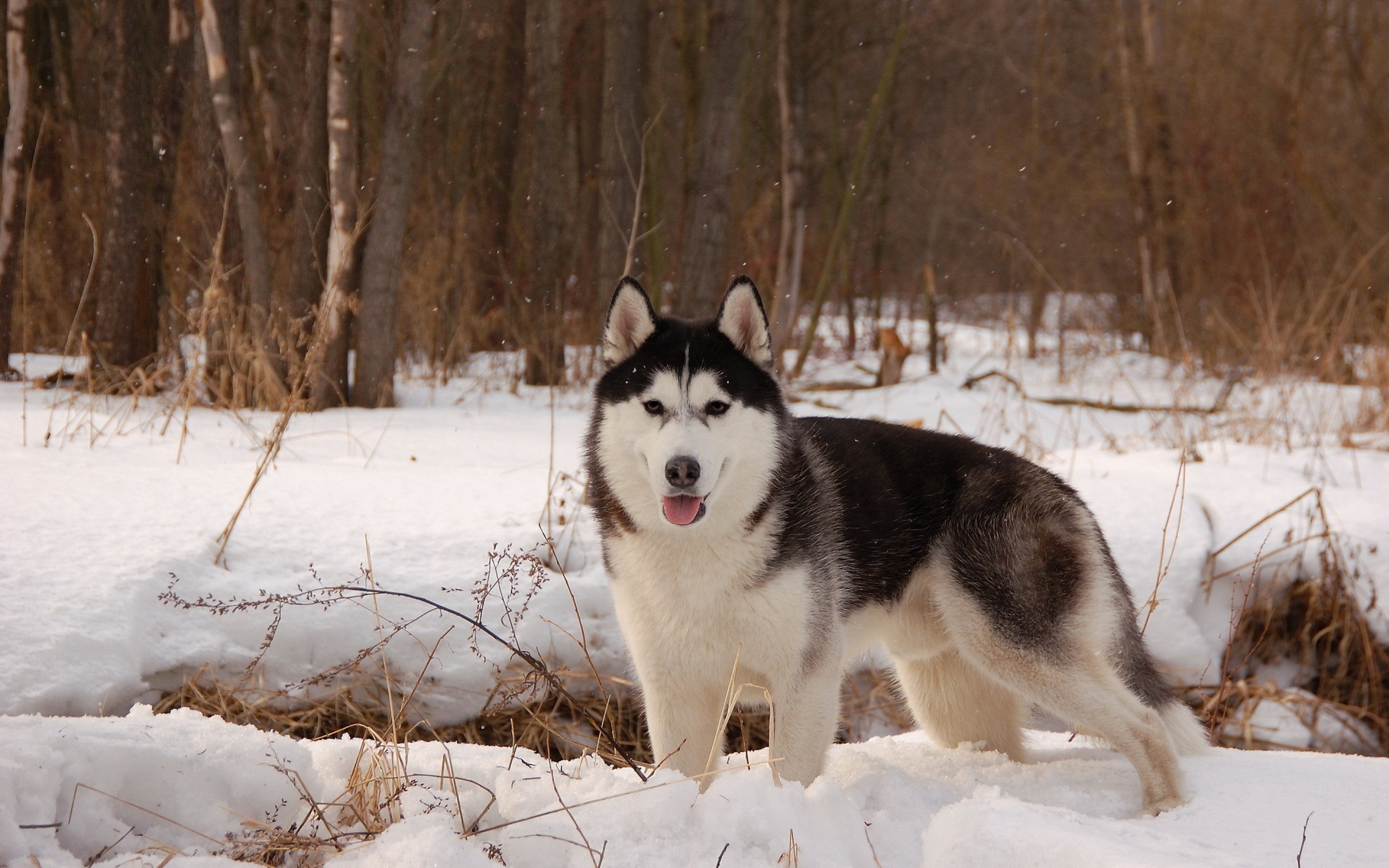 2880x1800 Husky wallpaper for desktop, download free Husky picture and background for PC, Desktop