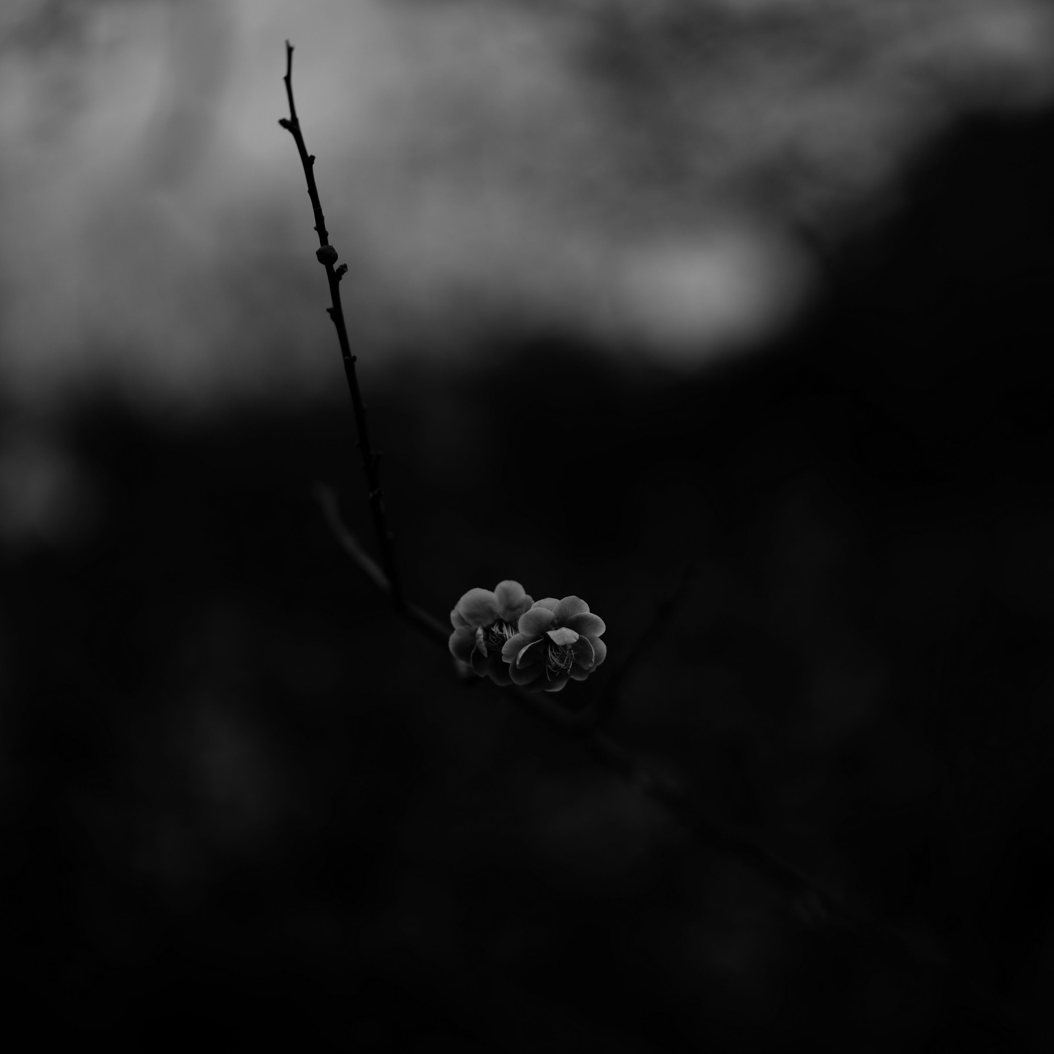 3420x3420 Download wallpaper  flower, macro, bw, branch, bloom, Phone