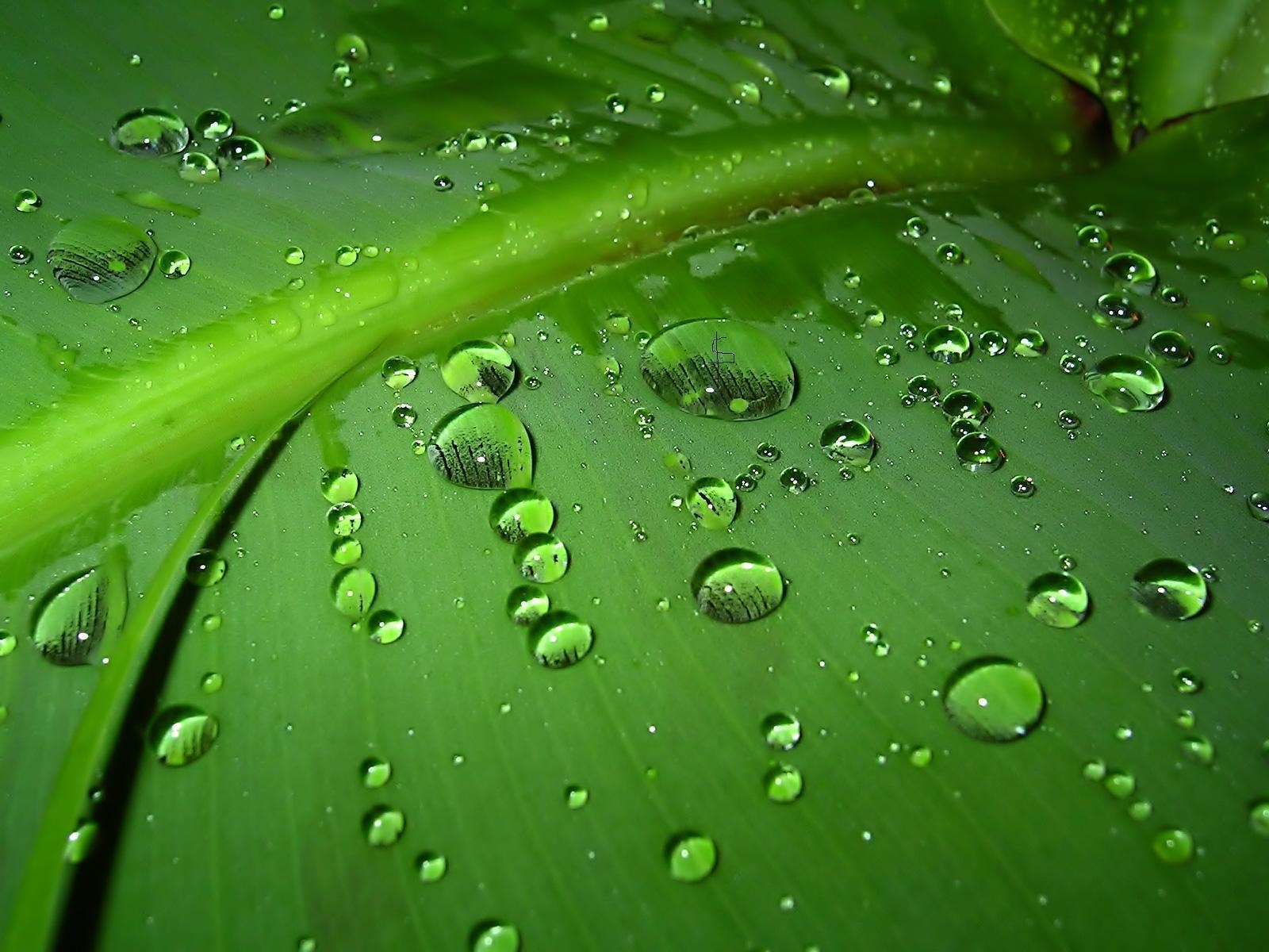 1600x1200 Rain Drop Leaf HD Free Wallpaper, Desktop