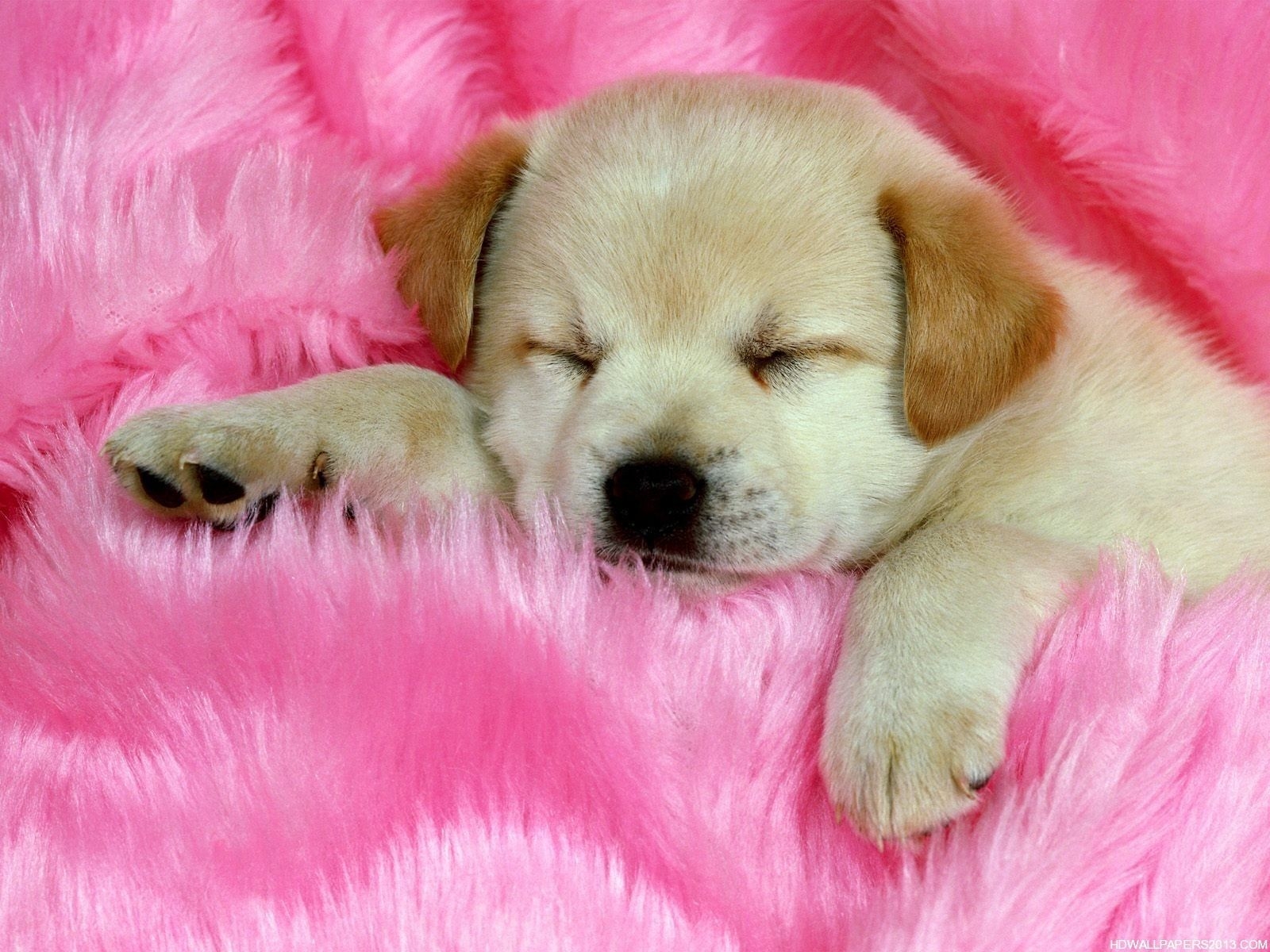 1600x1200 Cute Puppy Dog Wallpaper Free Cute Puppy Dog Background, Desktop