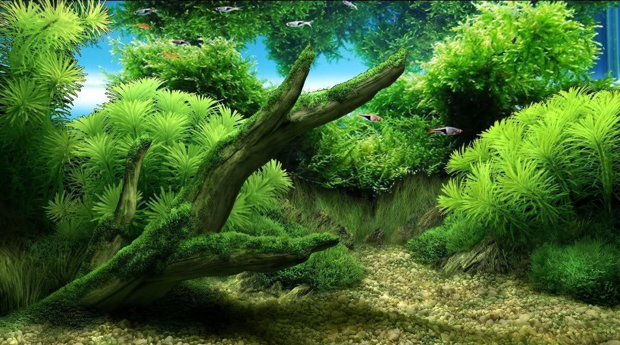 1280x720 Aquarium Background 13 Desktop Background. WallFortuner, Desktop