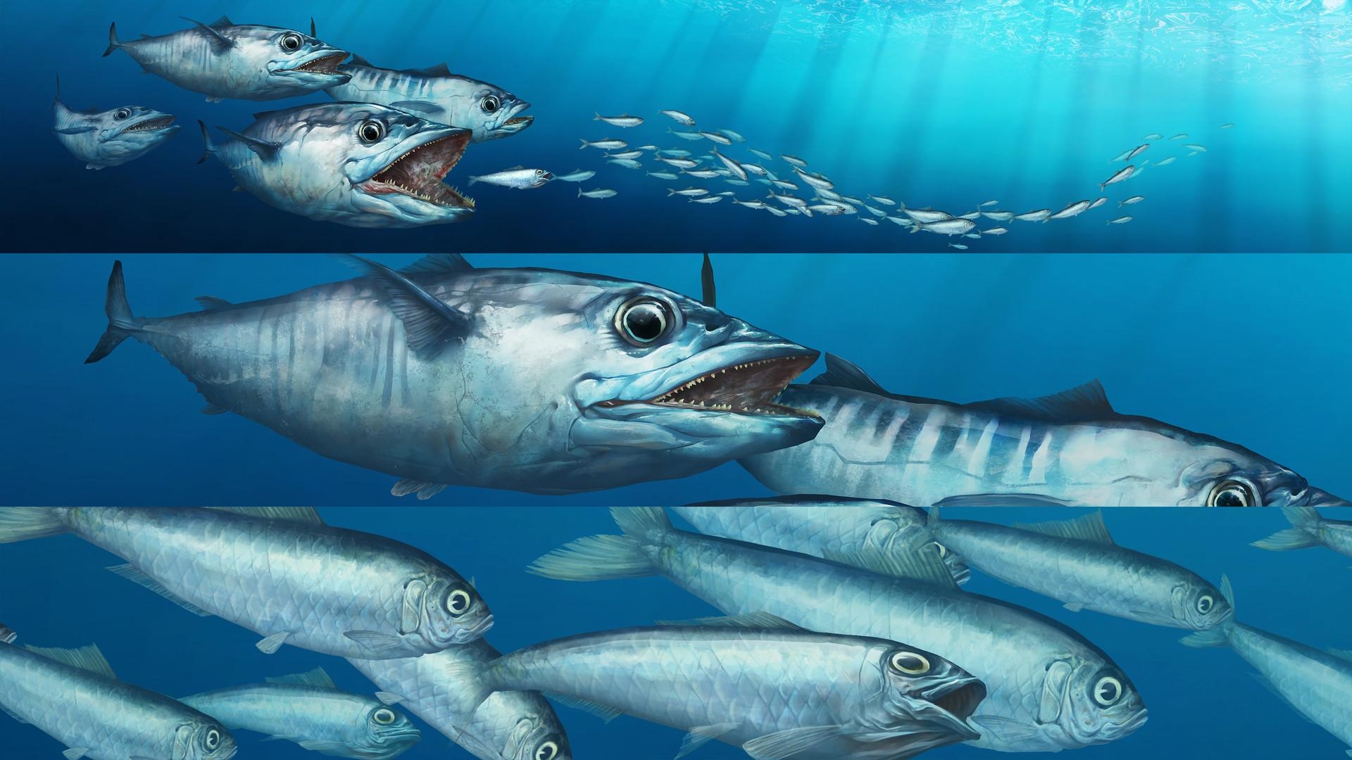 1920x1080 Spanish Mackerel Wrap, Marco Morales, Desktop