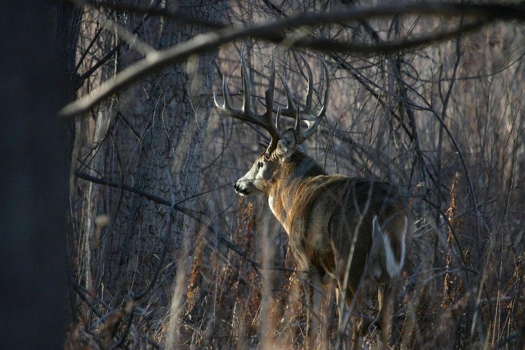 1030x690 Whitetail buck wallpaper buck wallpaper background, Desktop