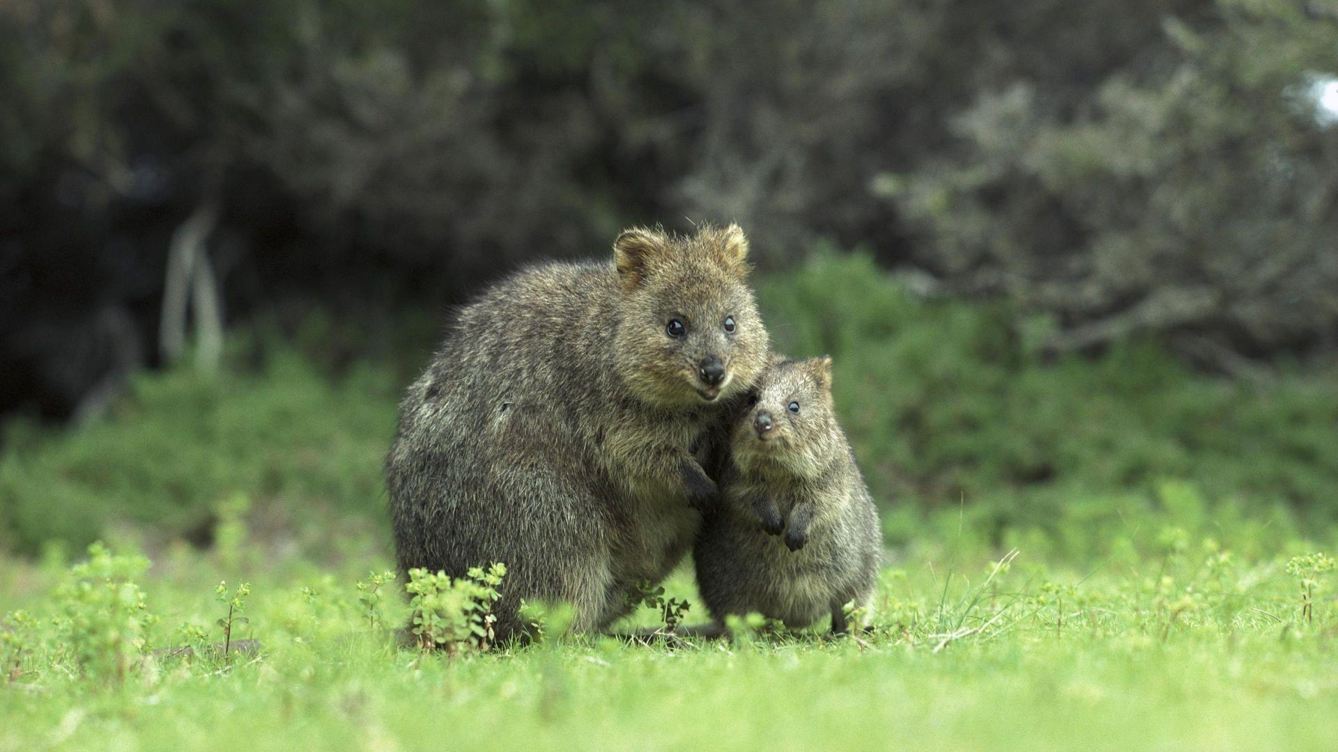 1920x1080 Quokkas, Desktop