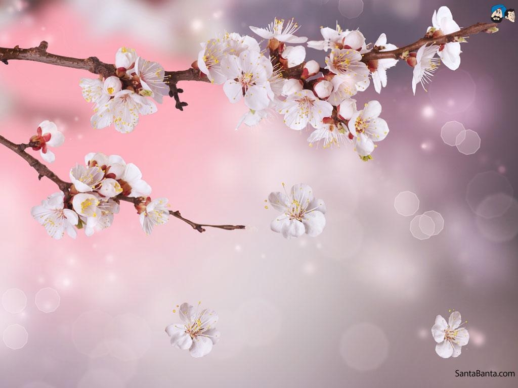 1030x770 Cherry Blossoms Wallpaper, Desktop