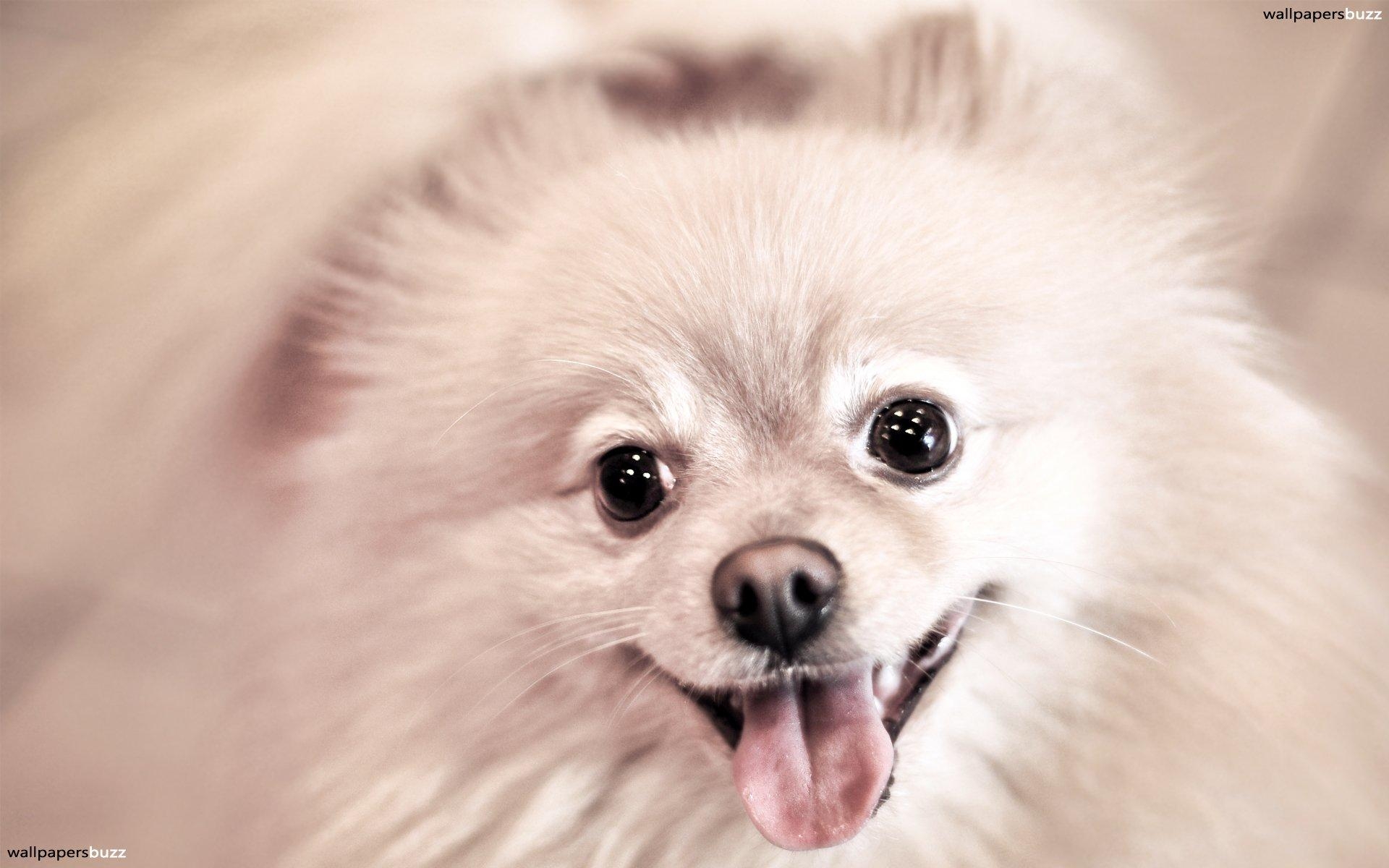 1920x1200 Dog Smile HD Wallpaper, Desktop