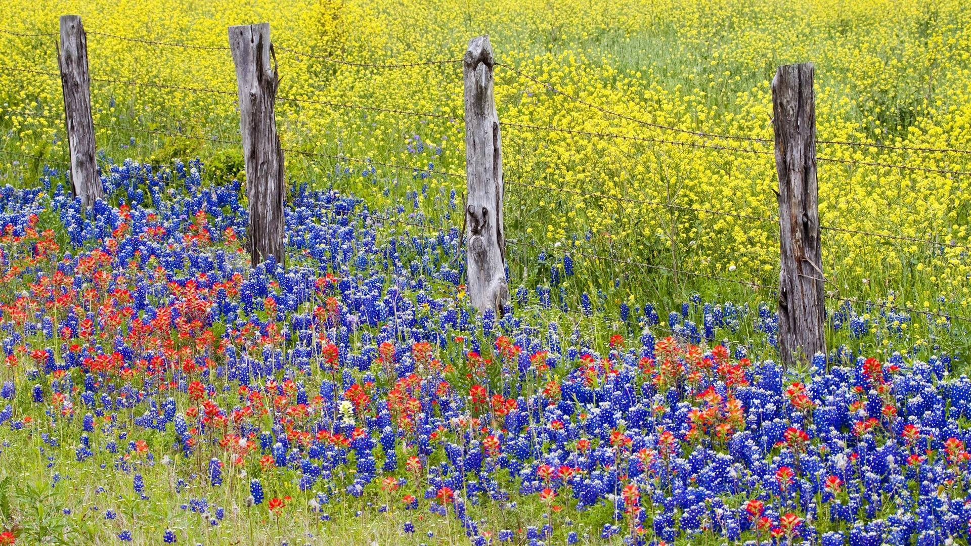 1920x1080 image For > Bluebonnets Wallpaper, Desktop