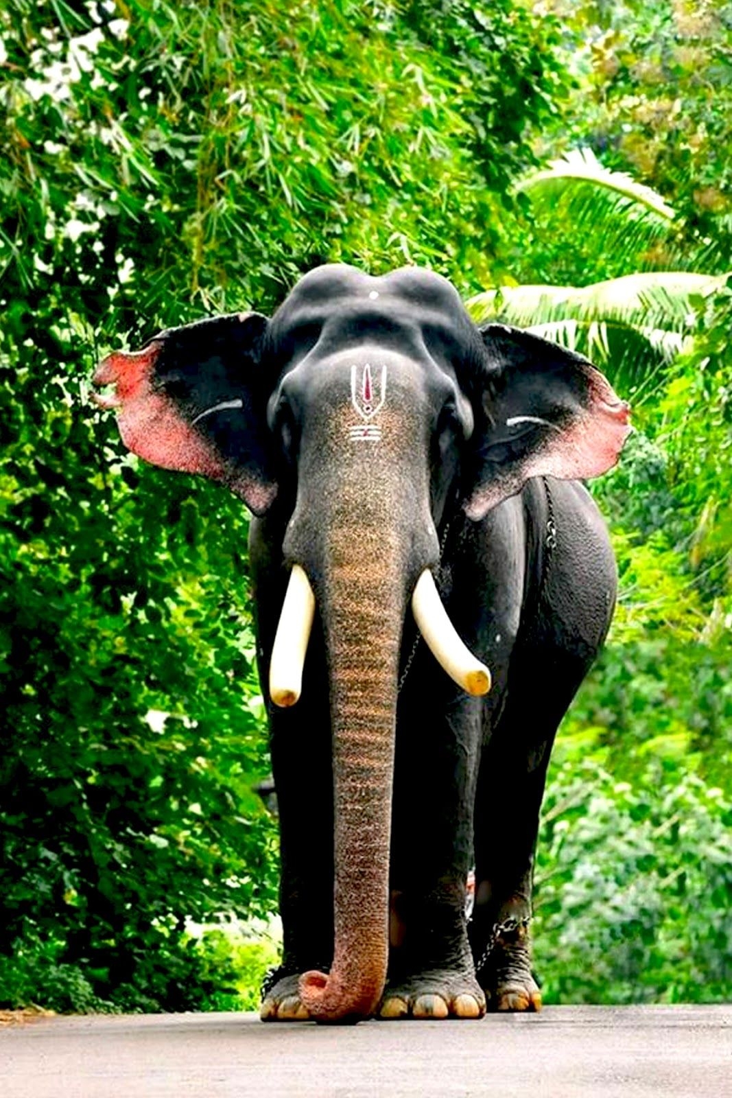 1070x1600 Pambady Rajan HD photo elephant Pambady Rajan HD image, Phone