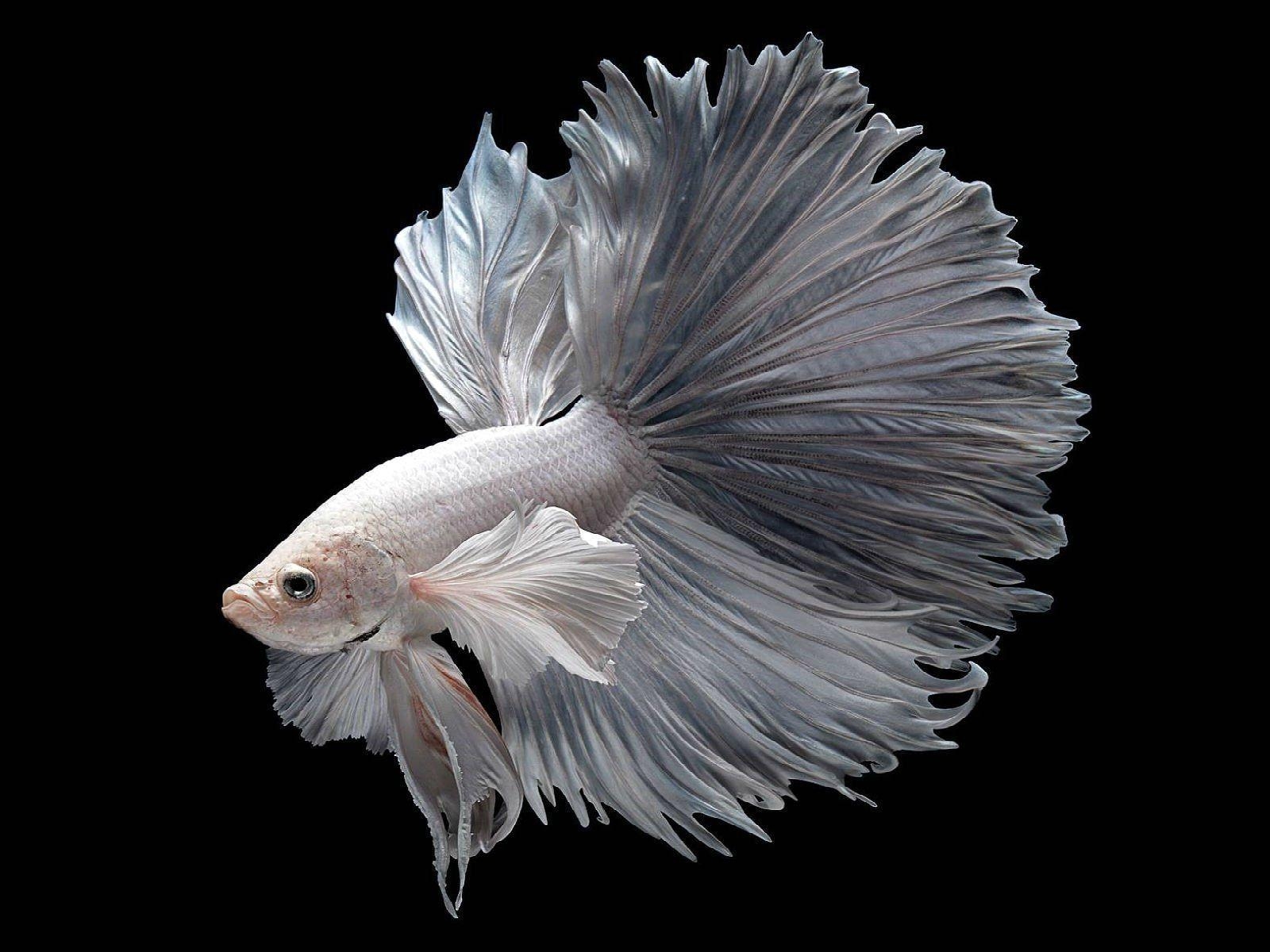 1600x1200 Betta HD Wallpaper, Desktop