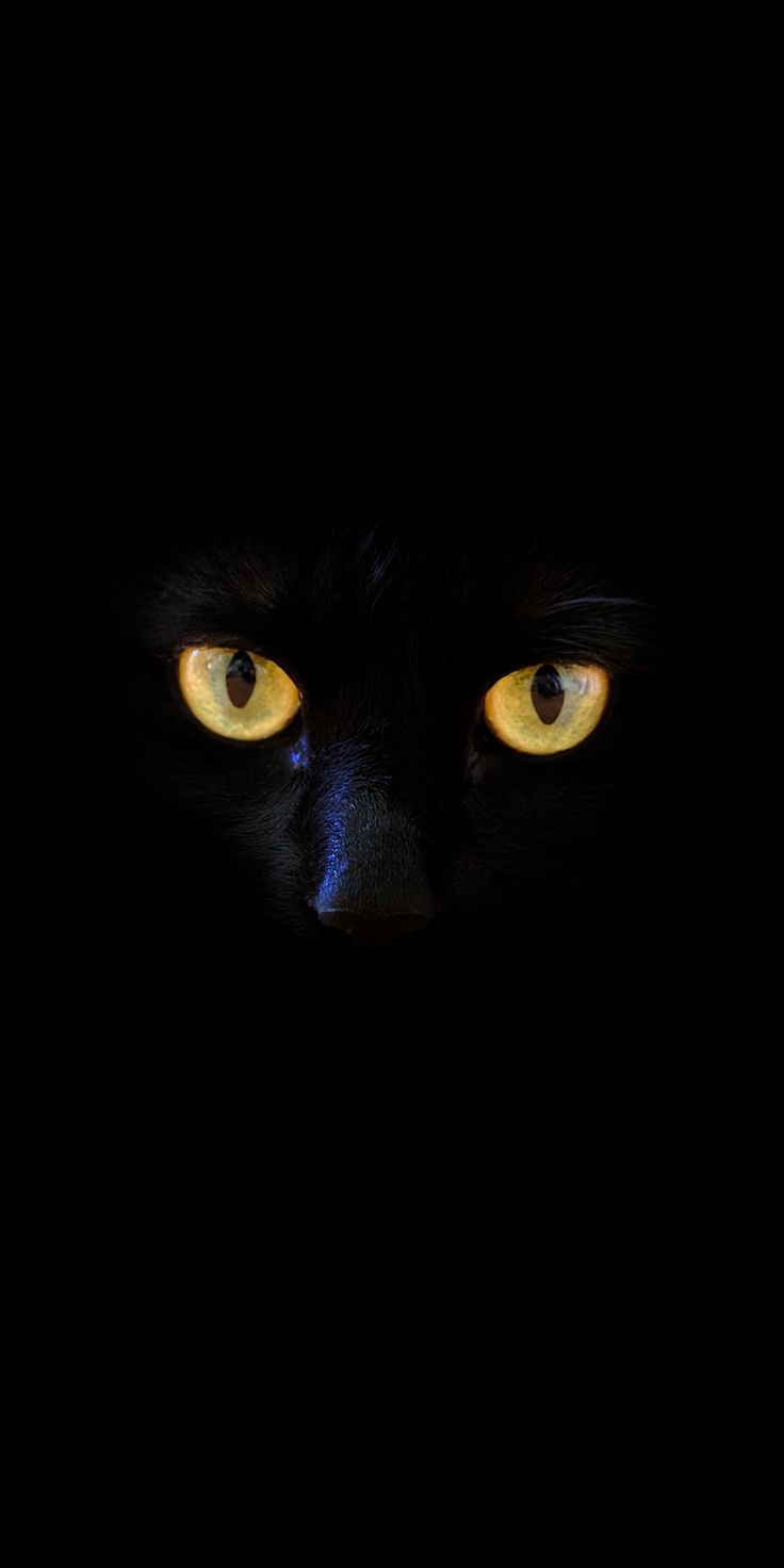 740x1480 Black cat, yellow eyes, portrait, 1080x2160 wallpaper. Black cat anime, Black cat picture, Black jaguar animal, Phone