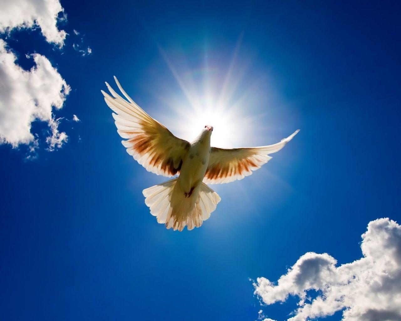 1280x1030 Free Peace Bird, Download Free, Desktop