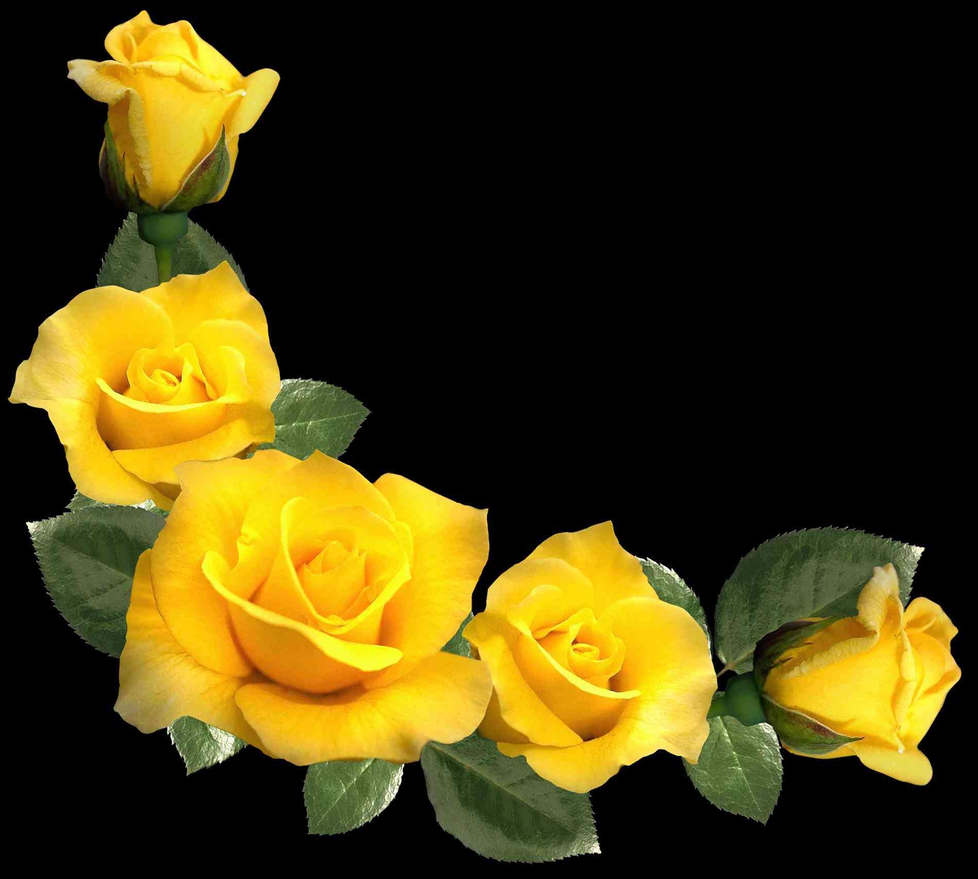 1900x1710 Yellow Rose Wallpaper Background Yellow Aesthetic Png, Desktop