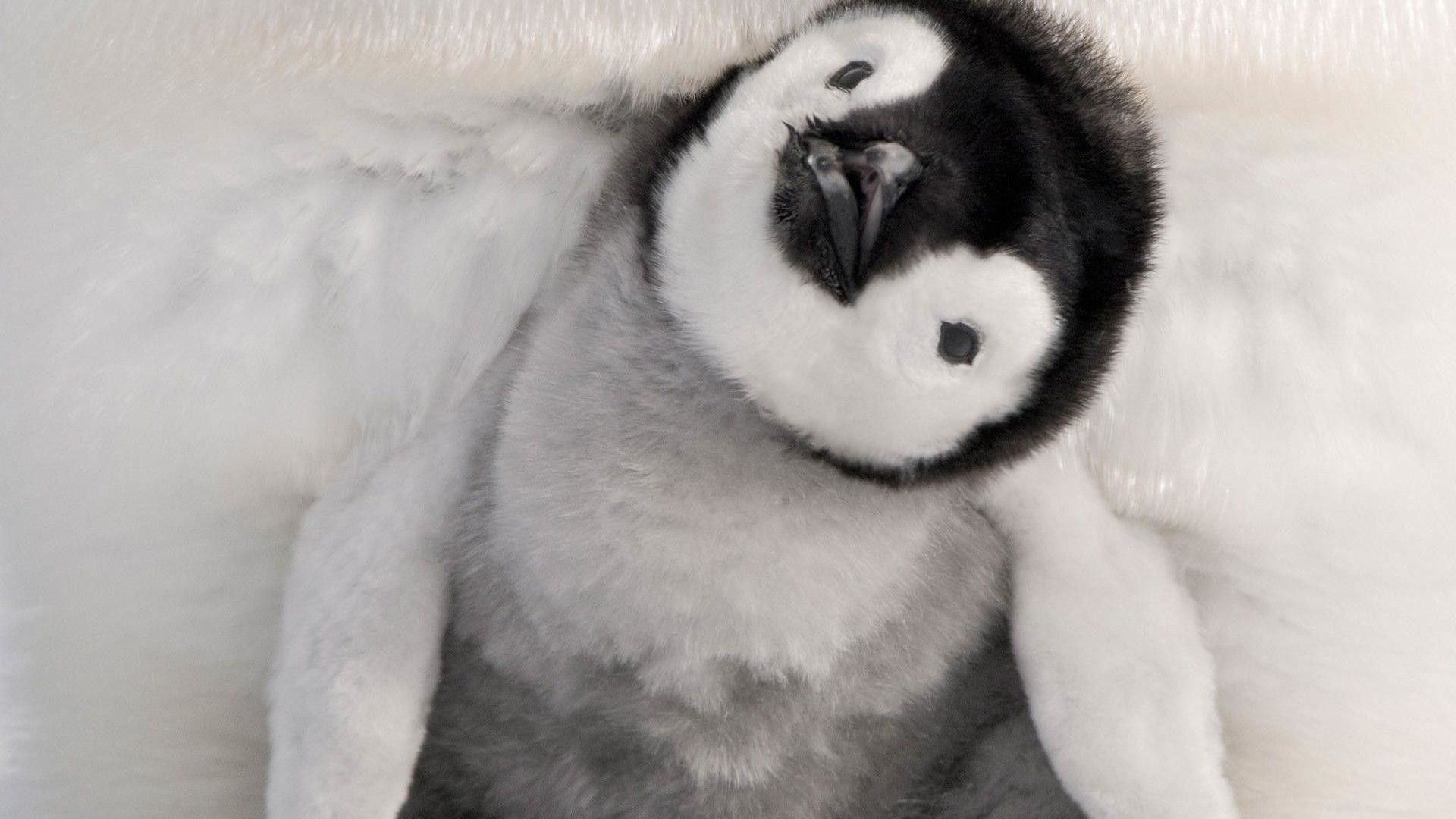 1920x1080 Baby Penguin, Desktop