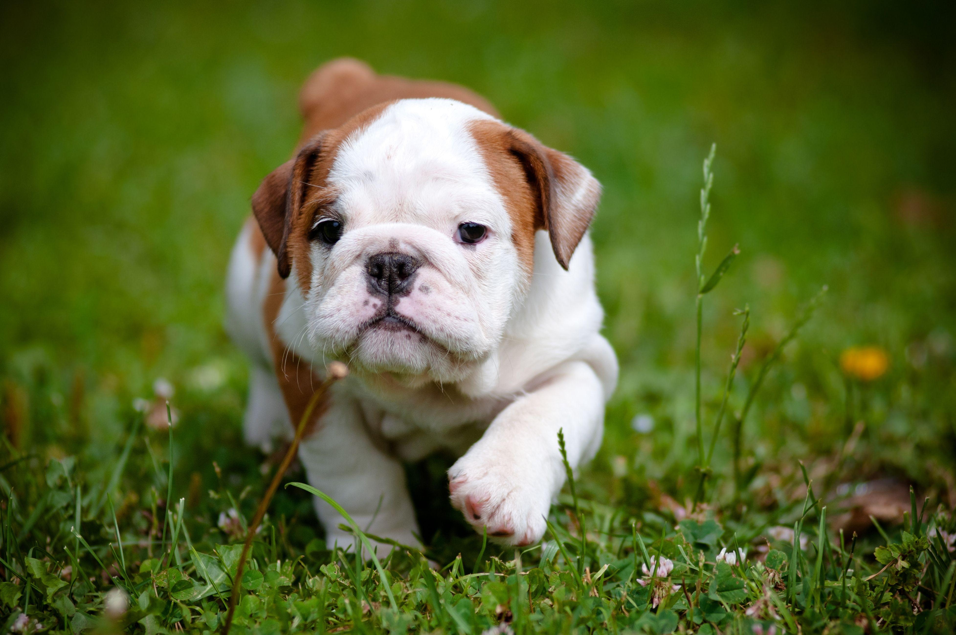 3910x2600 Dog Wallpaper, HD Puppy Wallpaper, Free Dog Wallpaper, Desktop