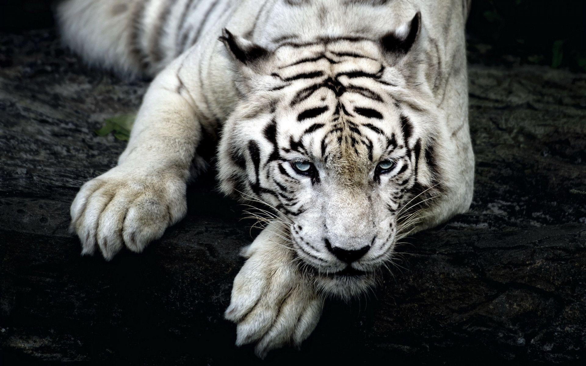 1920x1200 White Tiger wallpaper, Desktop