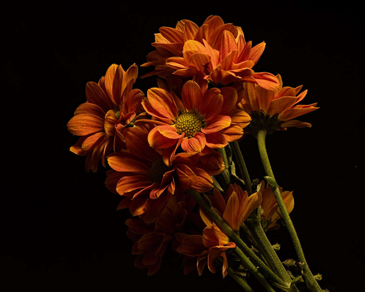 1280x1030 image Orange flower Chrysanthemums Closeup Black background, Desktop