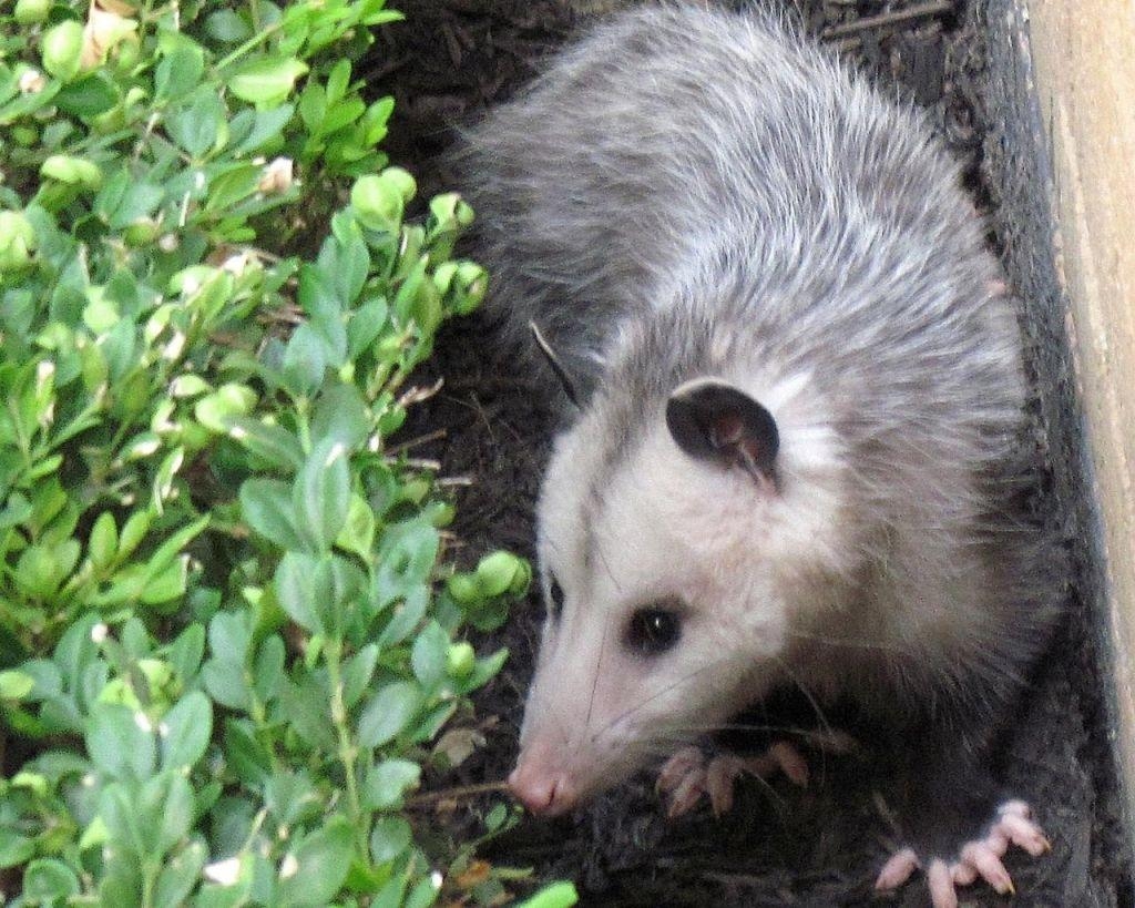 1030x820 Opossum Wallpaper, Desktop