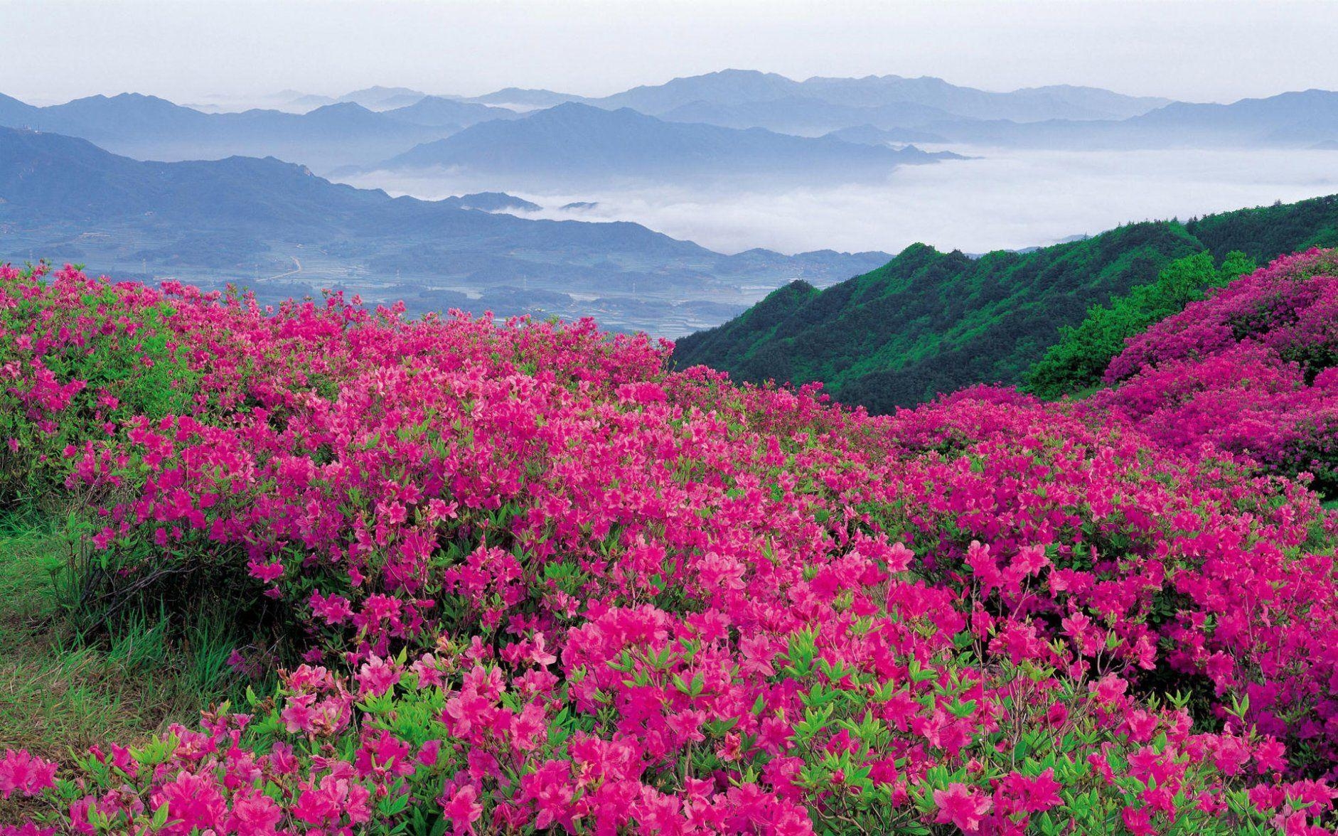 1890x1180 Blue Ridge Mountains Tennessee in spring. Paisaje floral, Desktop