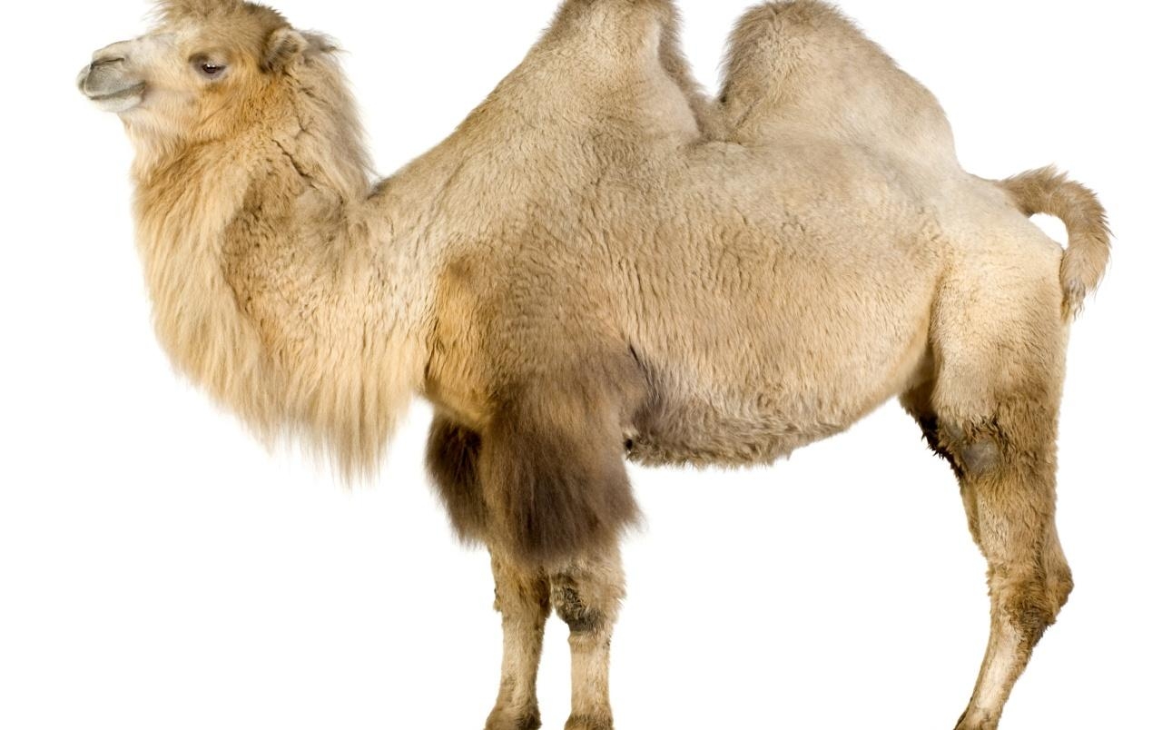 1280x810 Camel on white wallpaper. Camel on white, Desktop