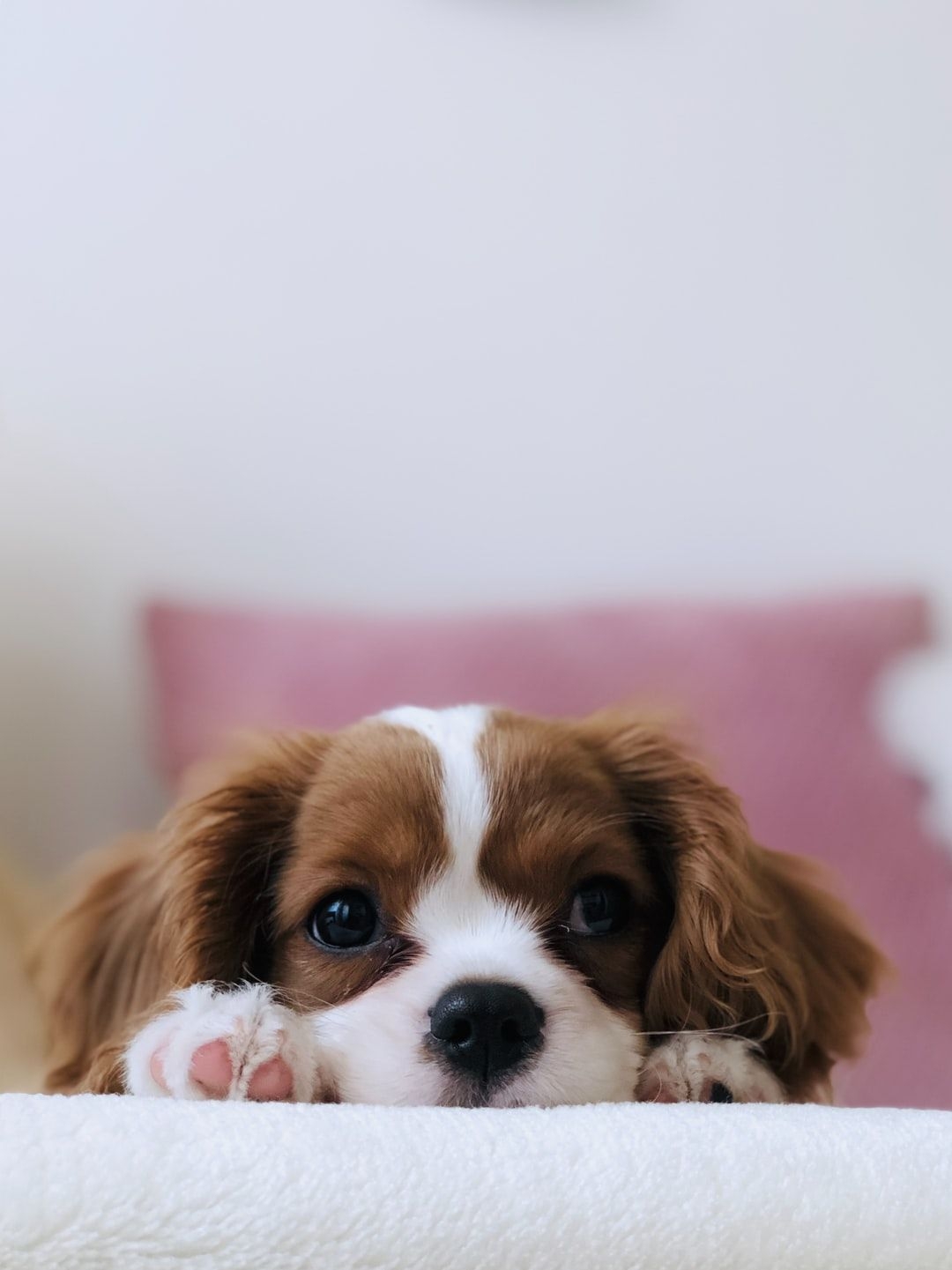 1080x1450 Puppy Wallpaper: Free HD Download [HQ], Phone