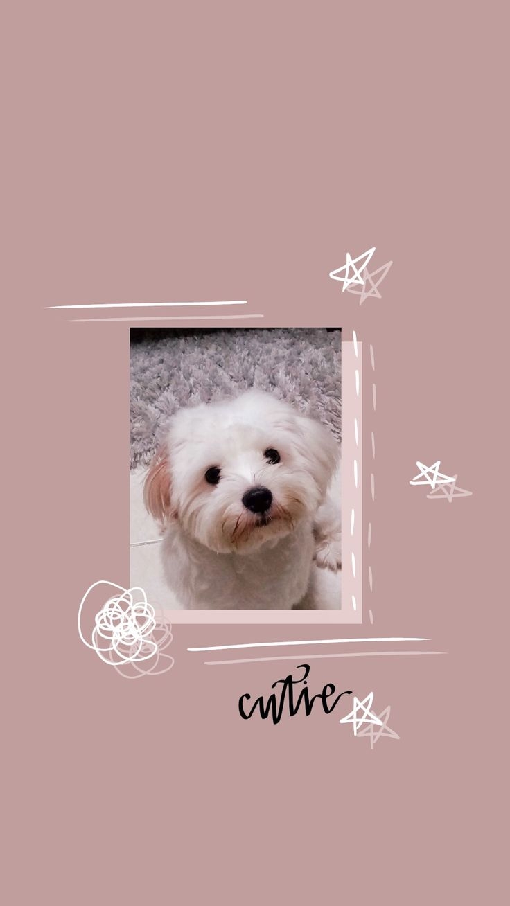 740x1310 Cute Dogs Wallpaper Maltese, Phone