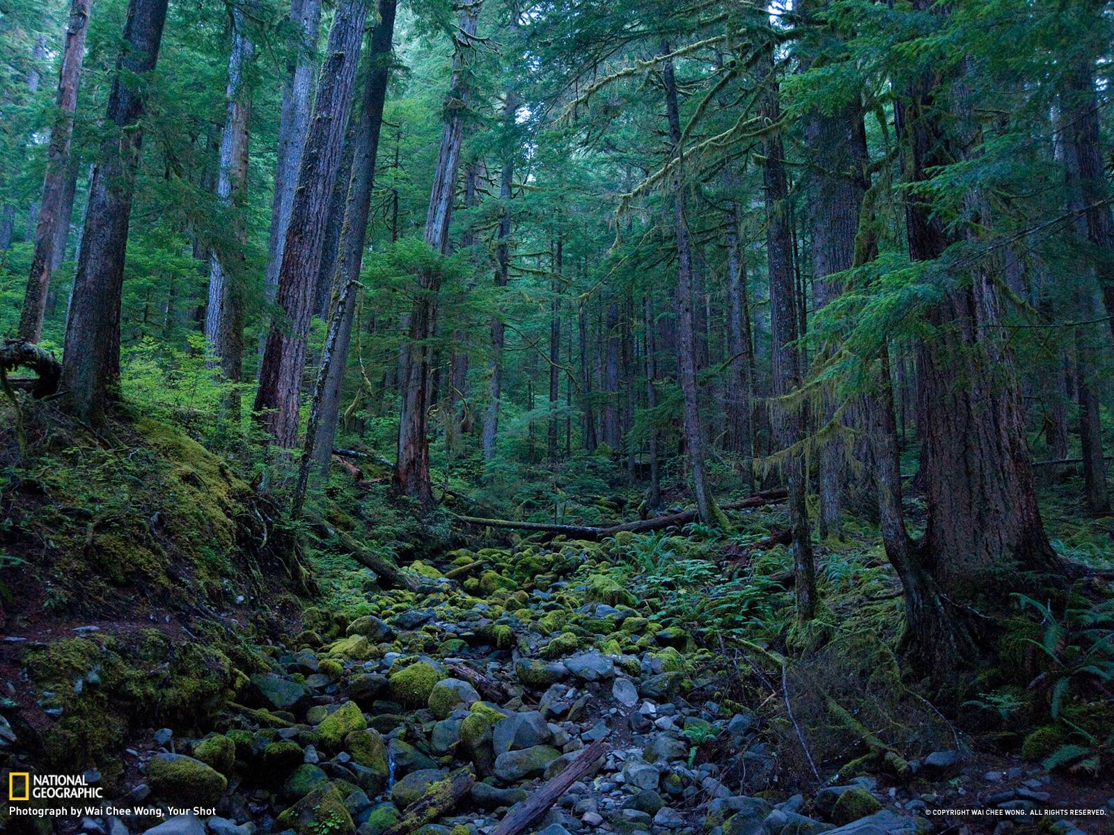 1600x1200 Hoh Rain Forest Picture, Desktop