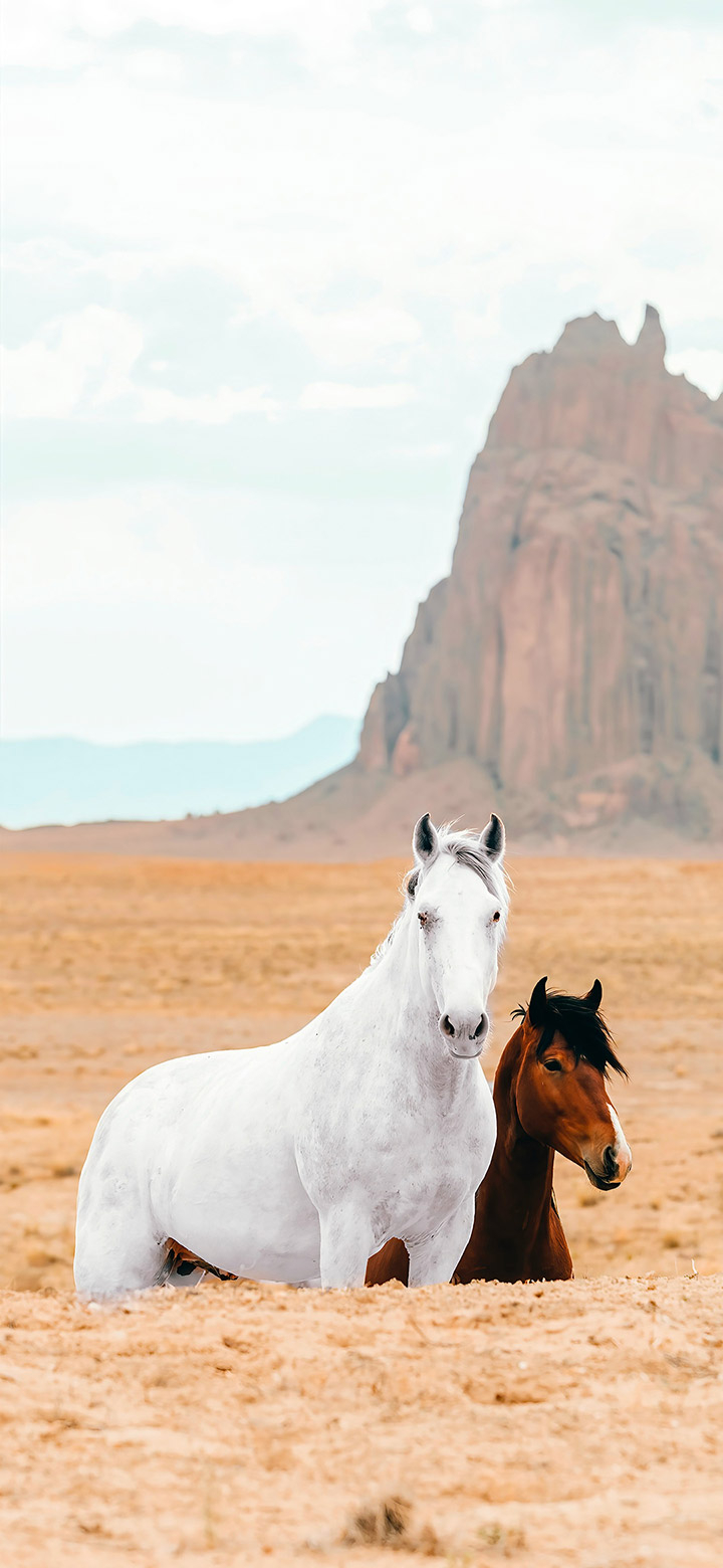 720x1560 White And Brown Horses 4K Phone Wallpaper, Phone