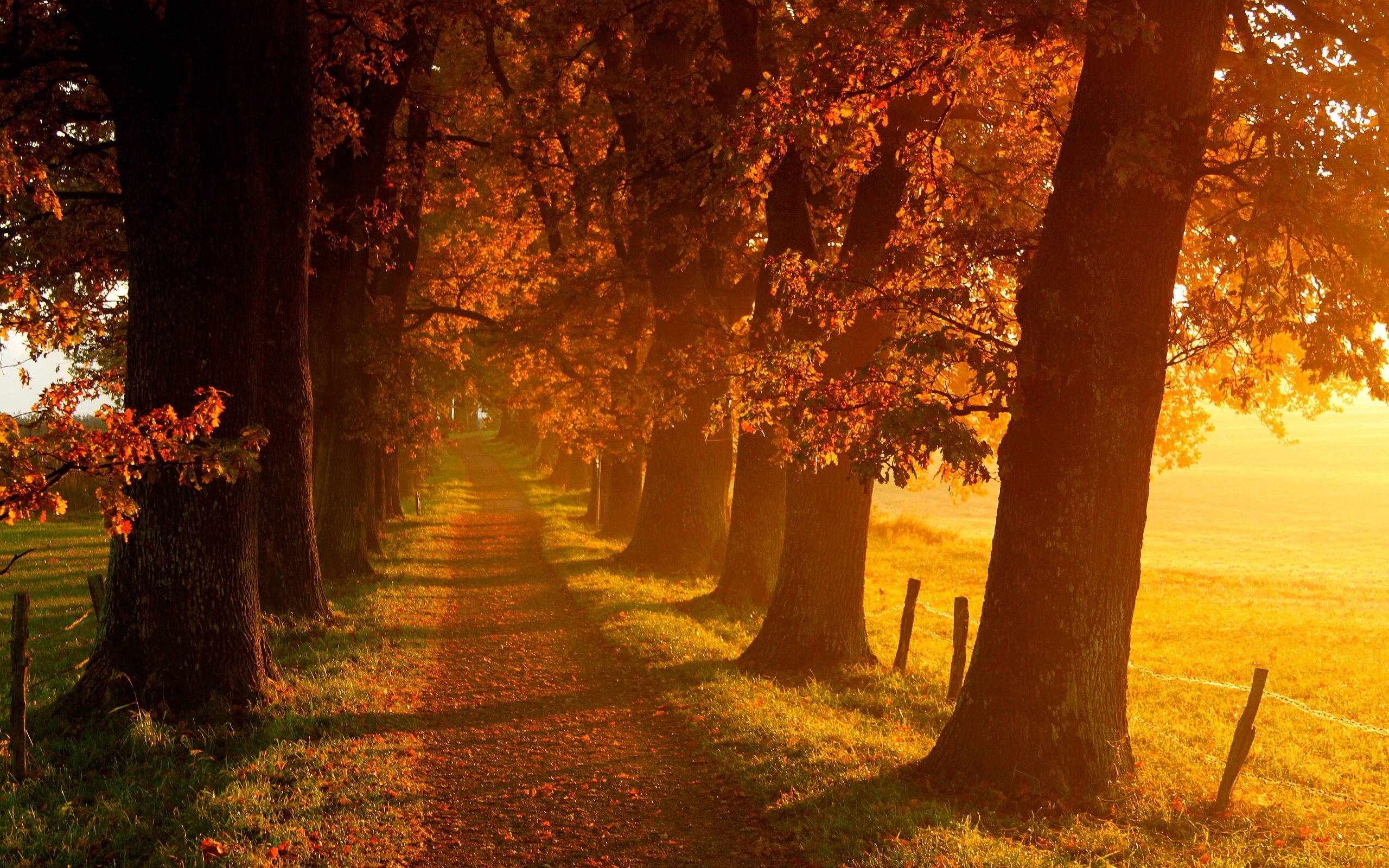 2560x1600 Autumn Scenery, Desktop