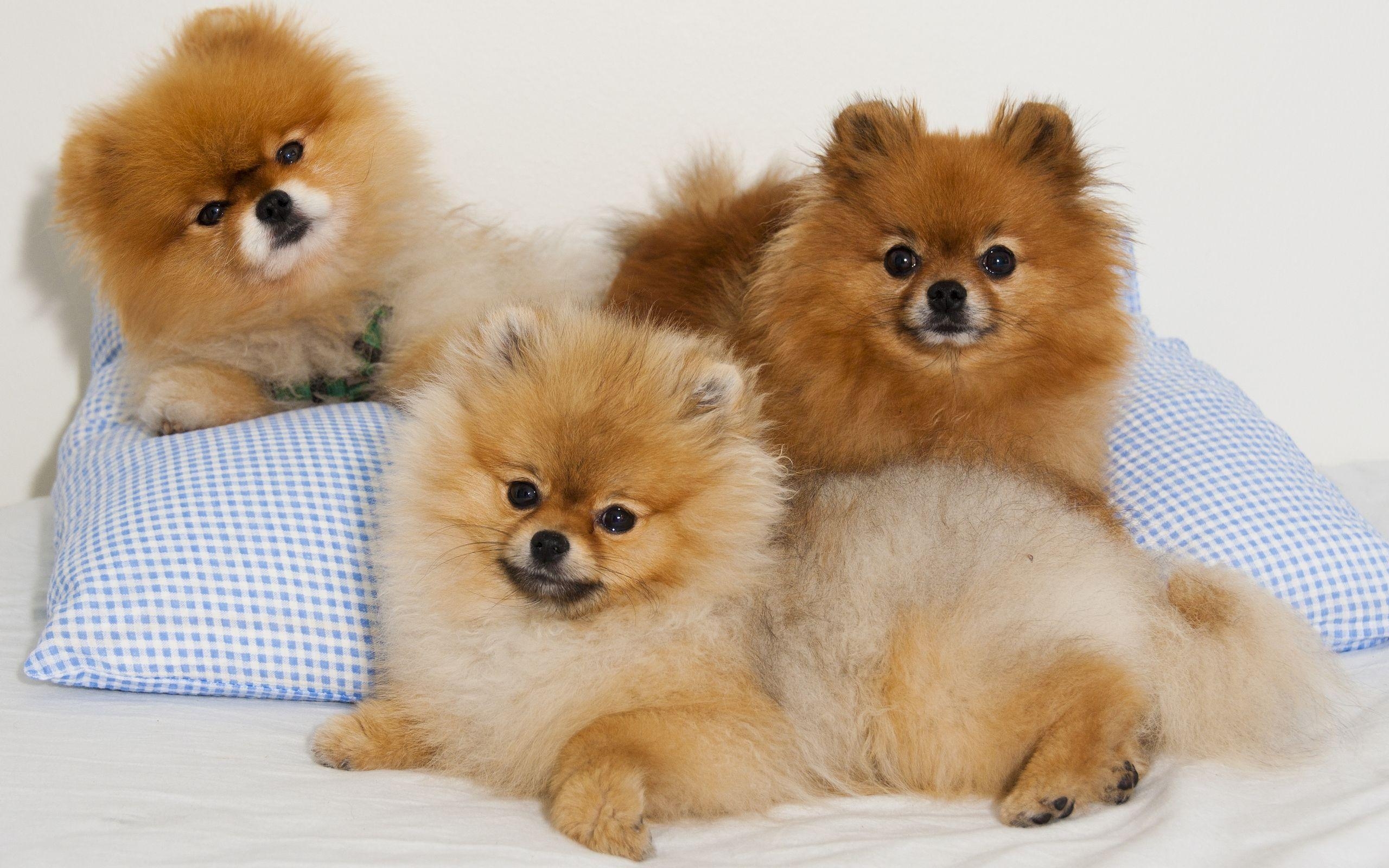 2560x1600 Pomeranian HD Wallpaper and Background Image, Desktop