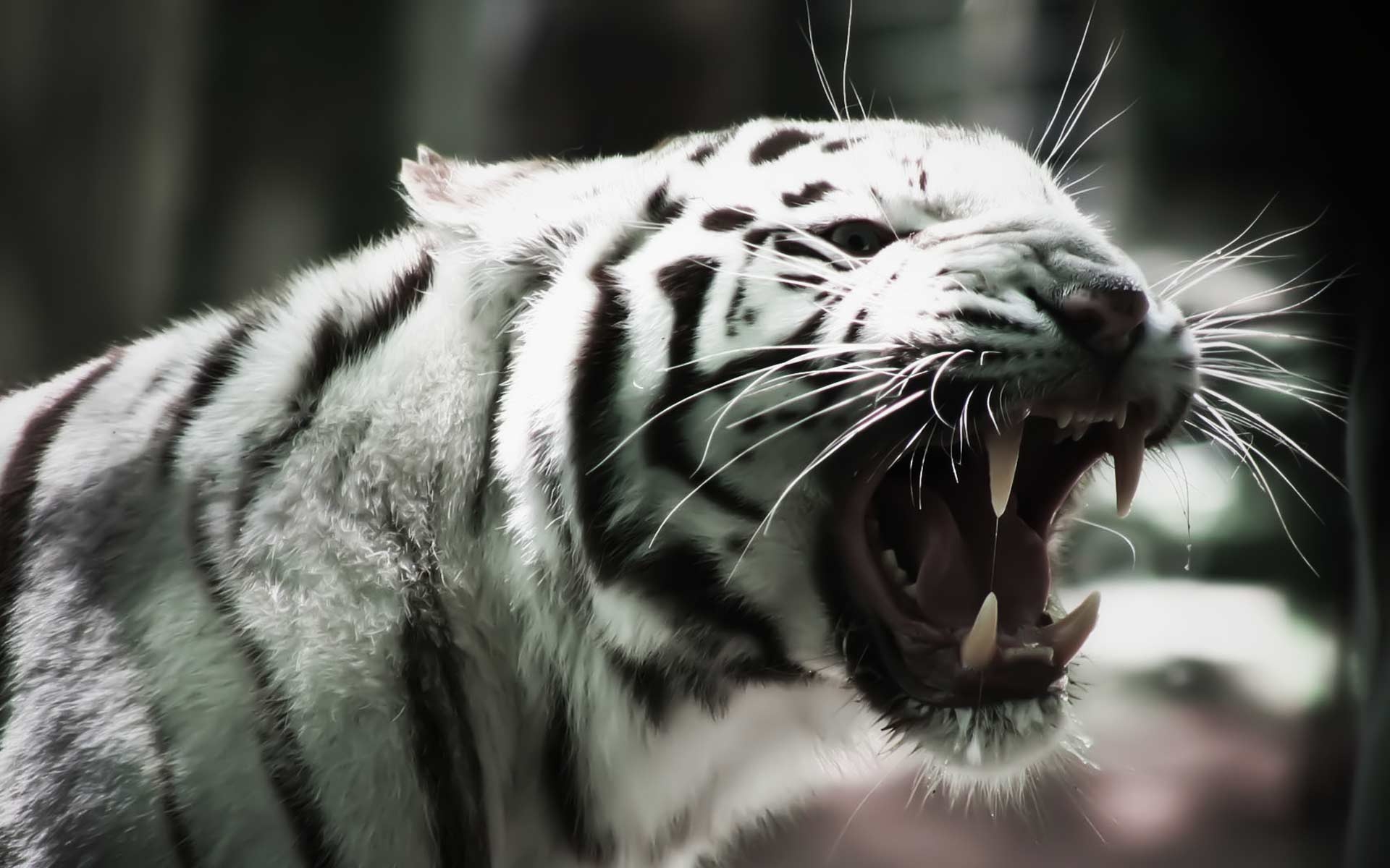 1920x1200 white tiger wallpaper Desktop Wallpaperk HD, Desktop